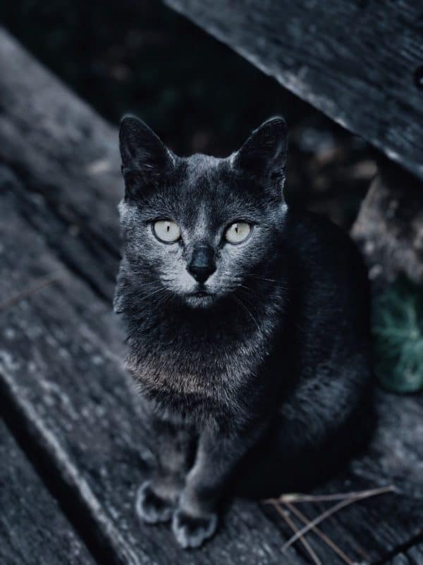 Black Cat With Gray Muzzle - HD Wallpaper 