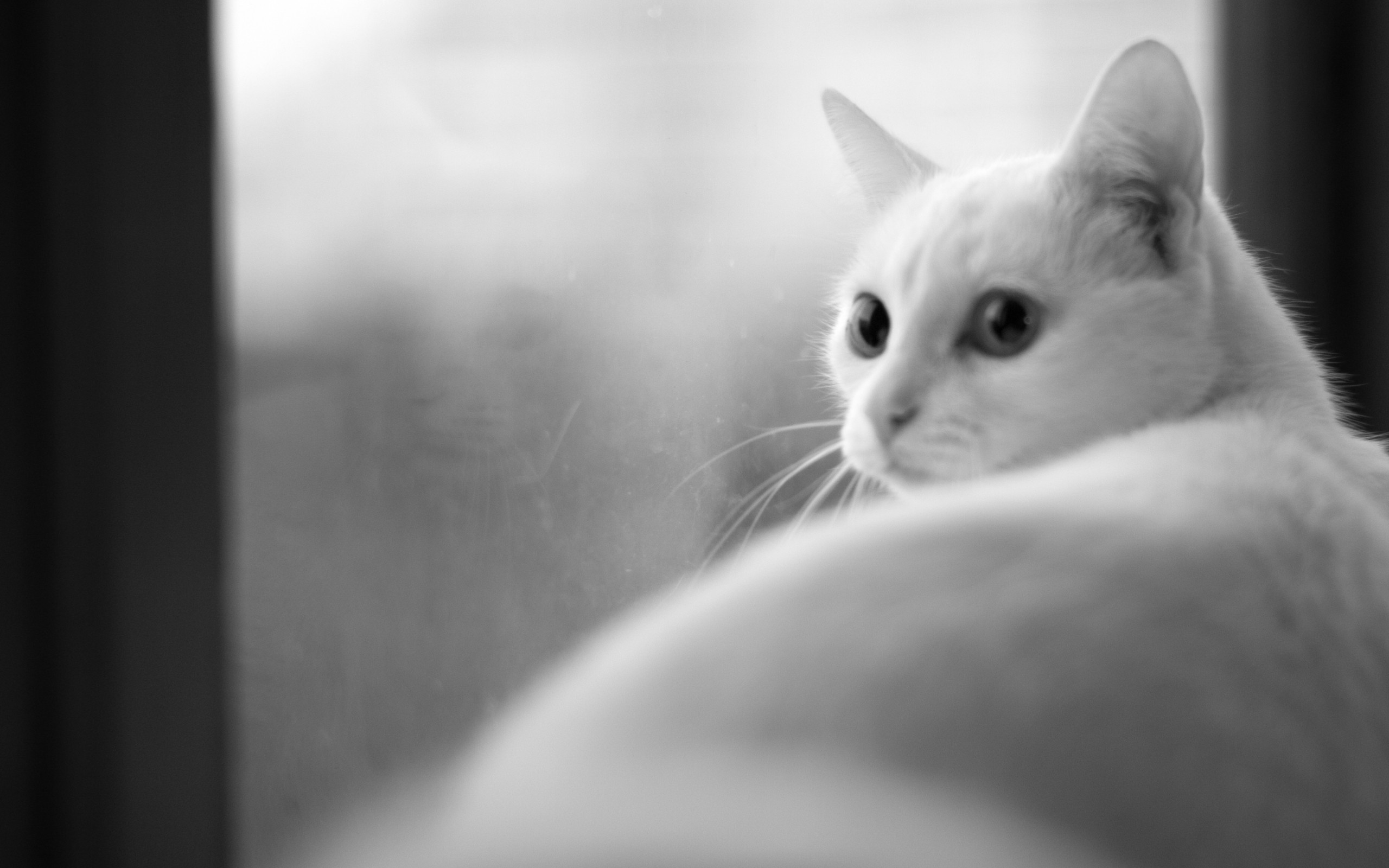 Free Elegant White Cats Wallpaper Background 
 Data-src - White Cat Elegant - HD Wallpaper 