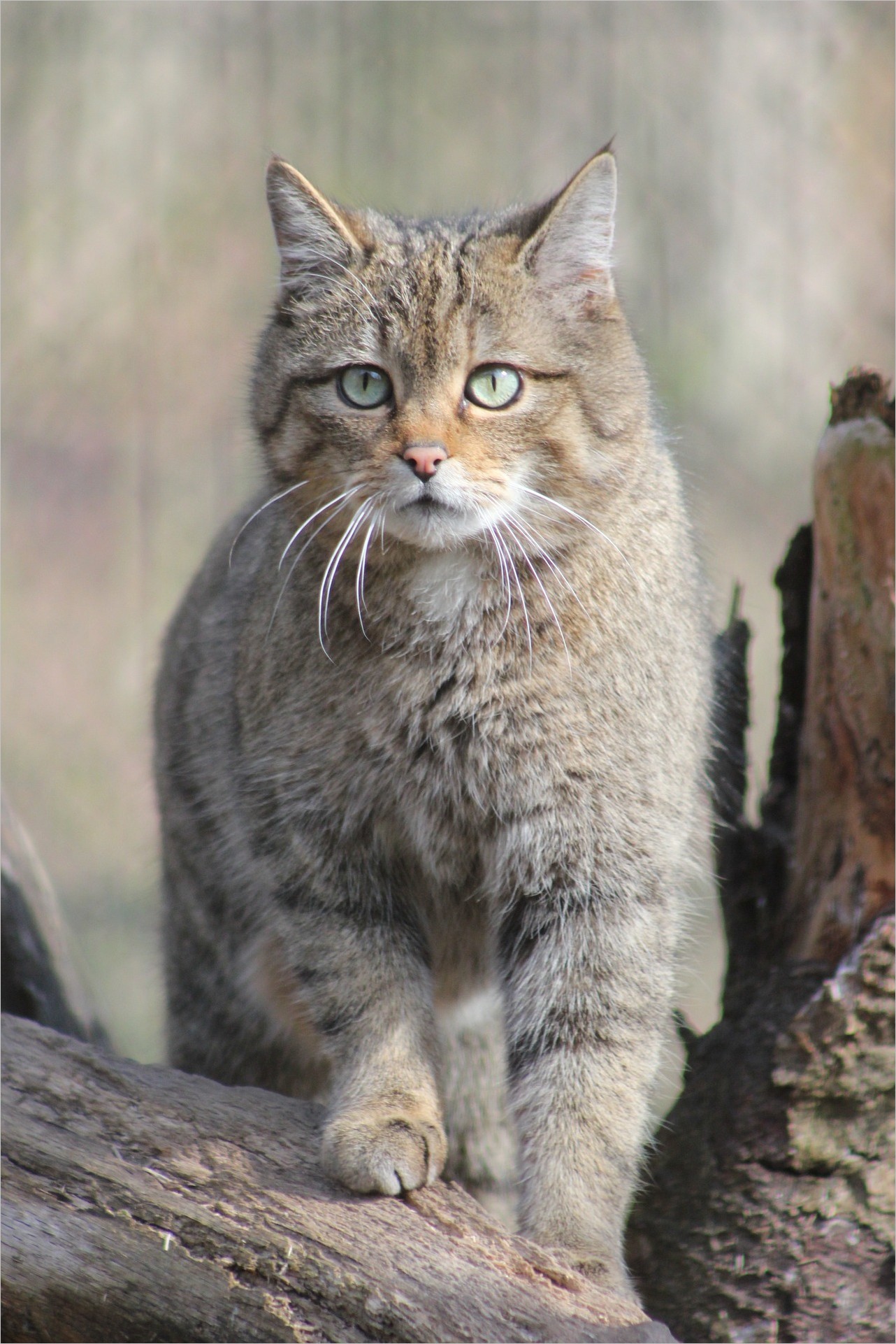 Cat Wallpaper Img Pictures Cat Eyes Wildcat European - Wild Cate With Blue Eyes - HD Wallpaper 