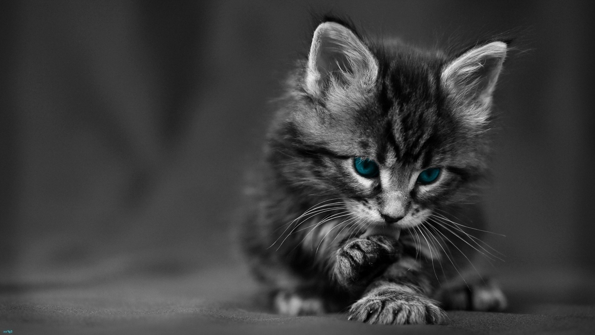 Black And White Kittens - Cute Black Cat Hd - HD Wallpaper 