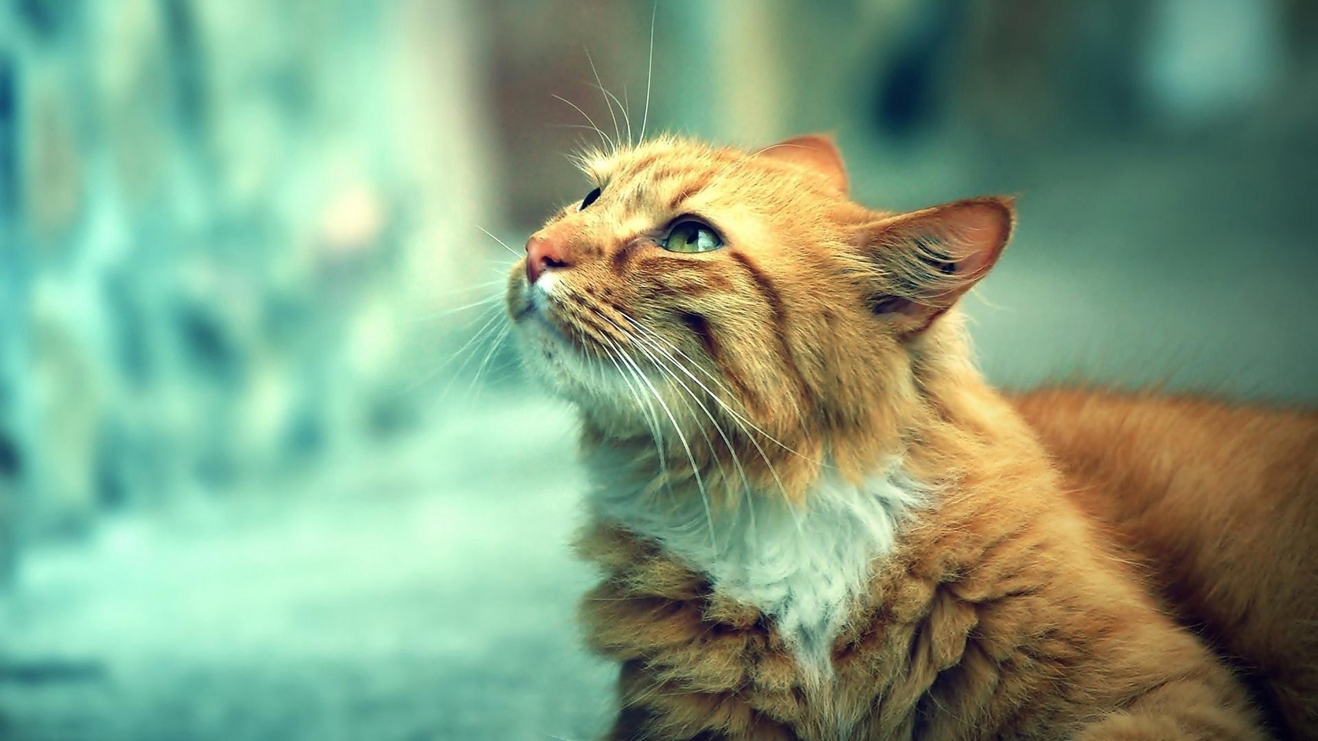 Cat Wallpaper - Orange Cat Wallpaper Hd - HD Wallpaper 