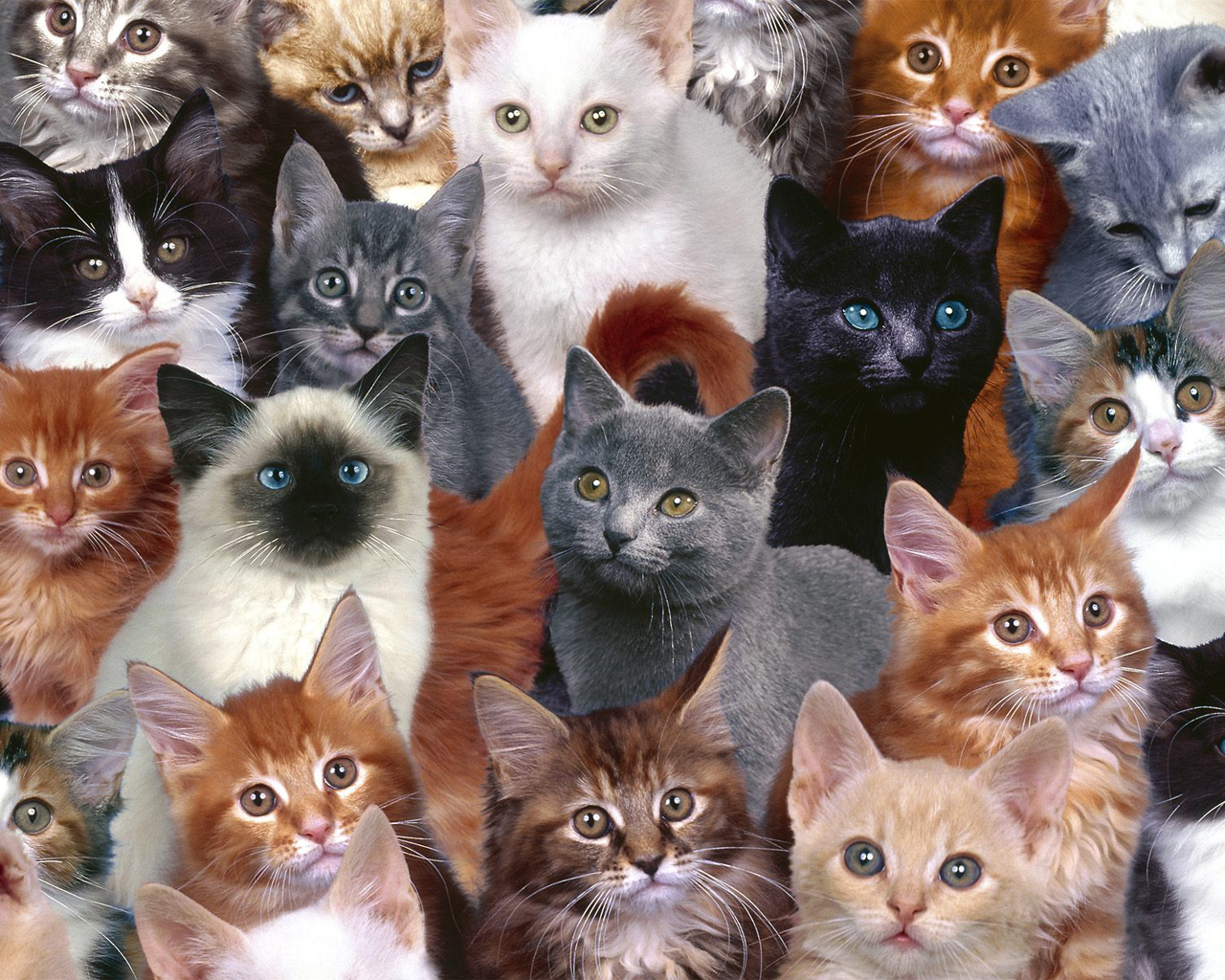 Cats Wallpaper - HD Wallpaper 