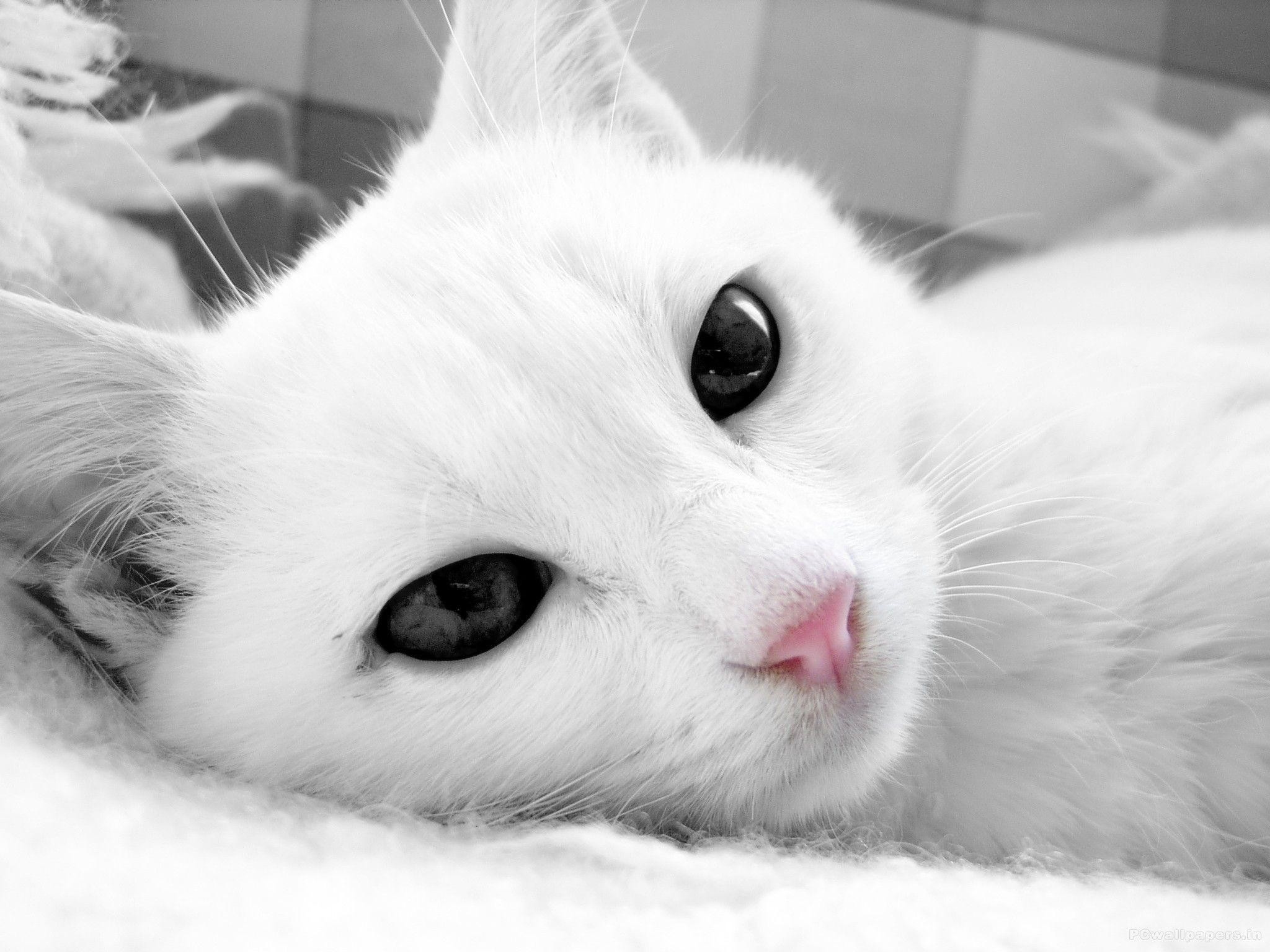 White Cat Hd Wallpapers Free Download - Cat With Dark Eyes - HD Wallpaper 