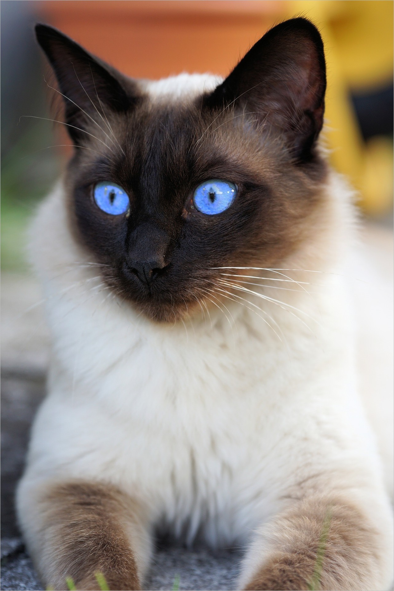 Cat Wallpaper Img Pictures Cat Eyes Siam Siamese Cat - Siamese - HD Wallpaper 
