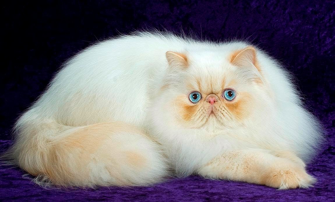 White Persian Cat Wallpapers - Persian Cat Wallpaper Hd - HD Wallpaper 