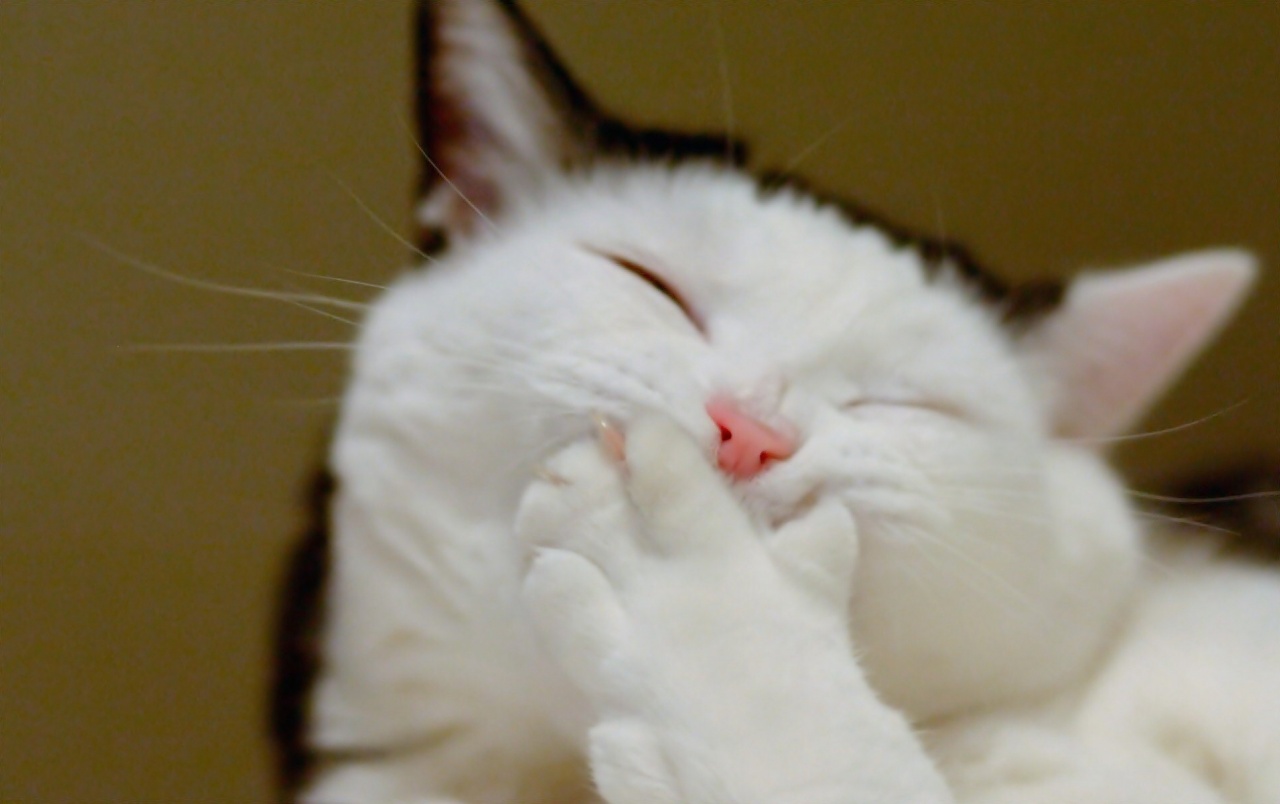 Laughing Cat Wallpapers - Cute Laughing Cat - HD Wallpaper 