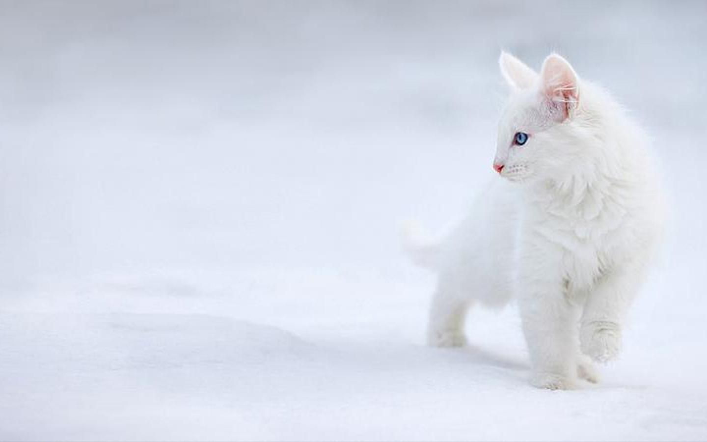 Beautiful Cat Wallpapers Hd Pictures One Hd Wallpaper - White Cat Wallpaper Hd - HD Wallpaper 