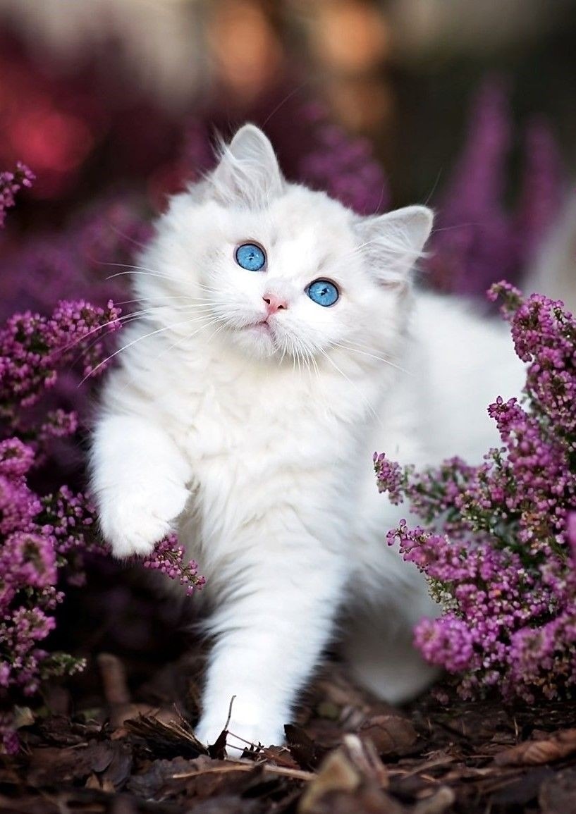 Beautiful Cat With Roses - HD Wallpaper 