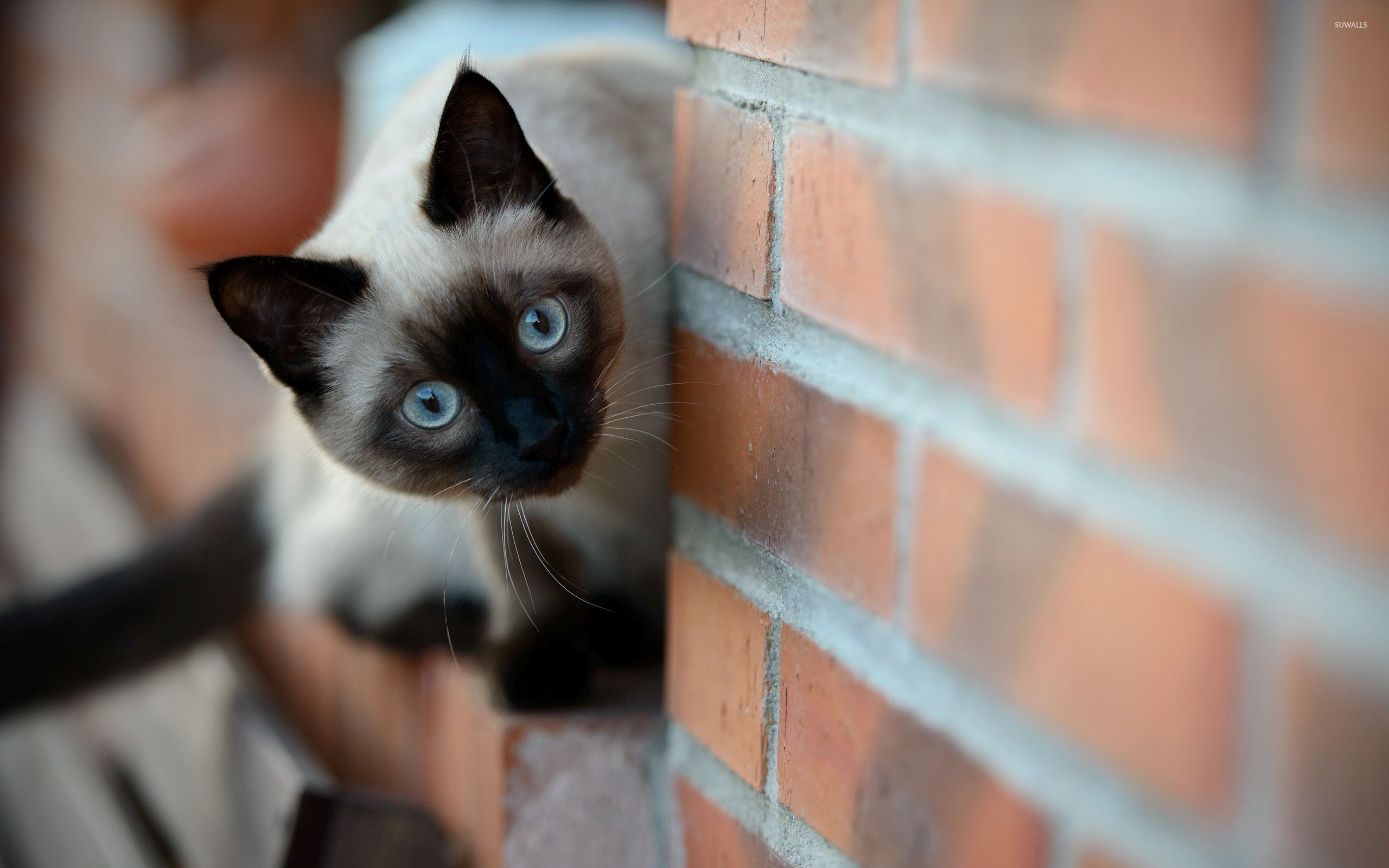 Siamese Cat Wallpaper 
 Data-src - Siamese Cat Wallpaper Hd - HD Wallpaper 
