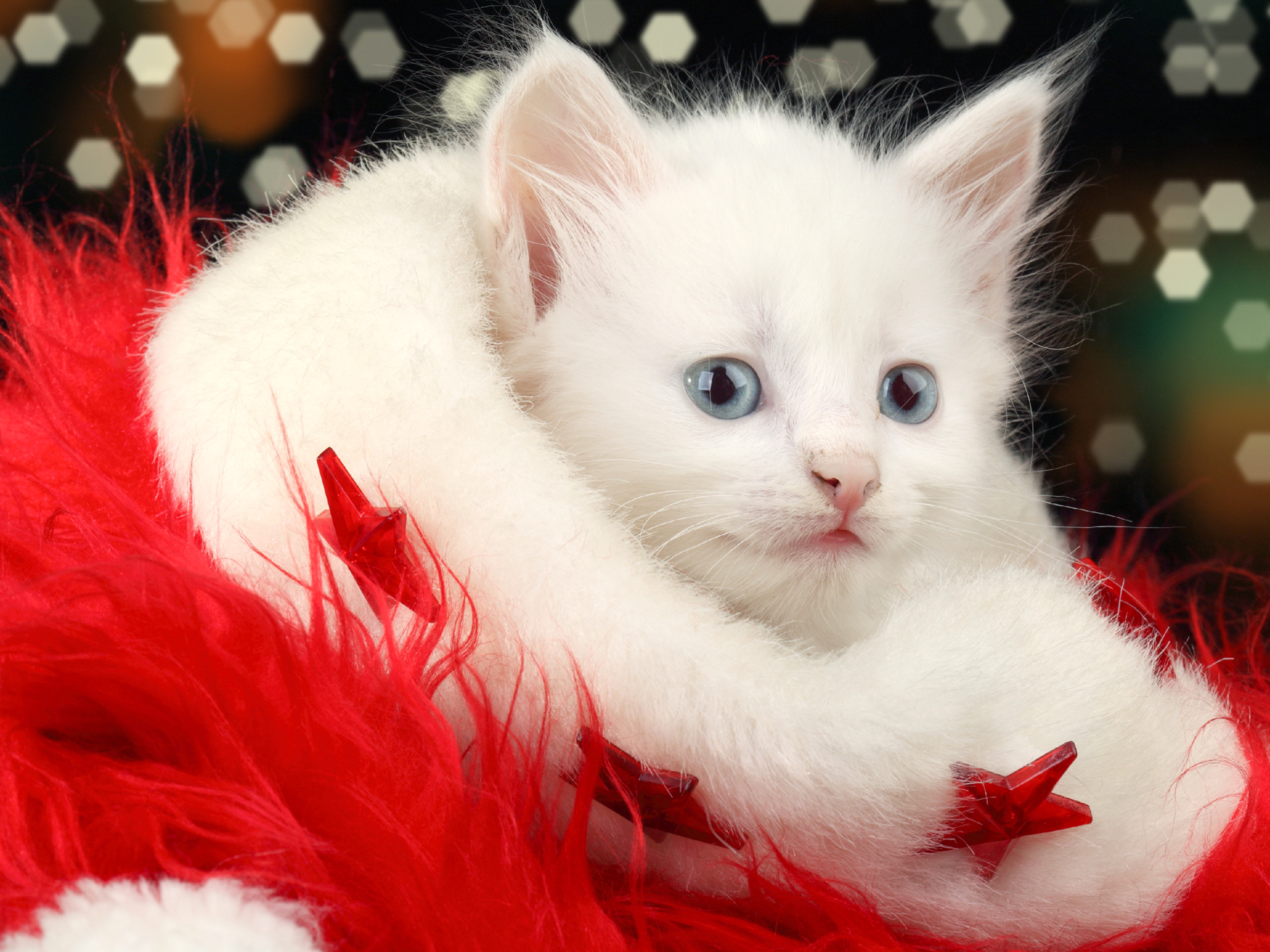 2560x1920, White Christmas Cat Wallpaper Hd Wallpaper - Cat Wallpaper Hd Download - HD Wallpaper 