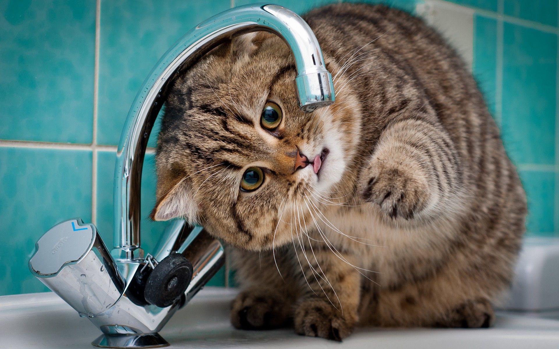 Fat Cat Faucet Wallpapers - Fat Cat Drinking Water - HD Wallpaper 