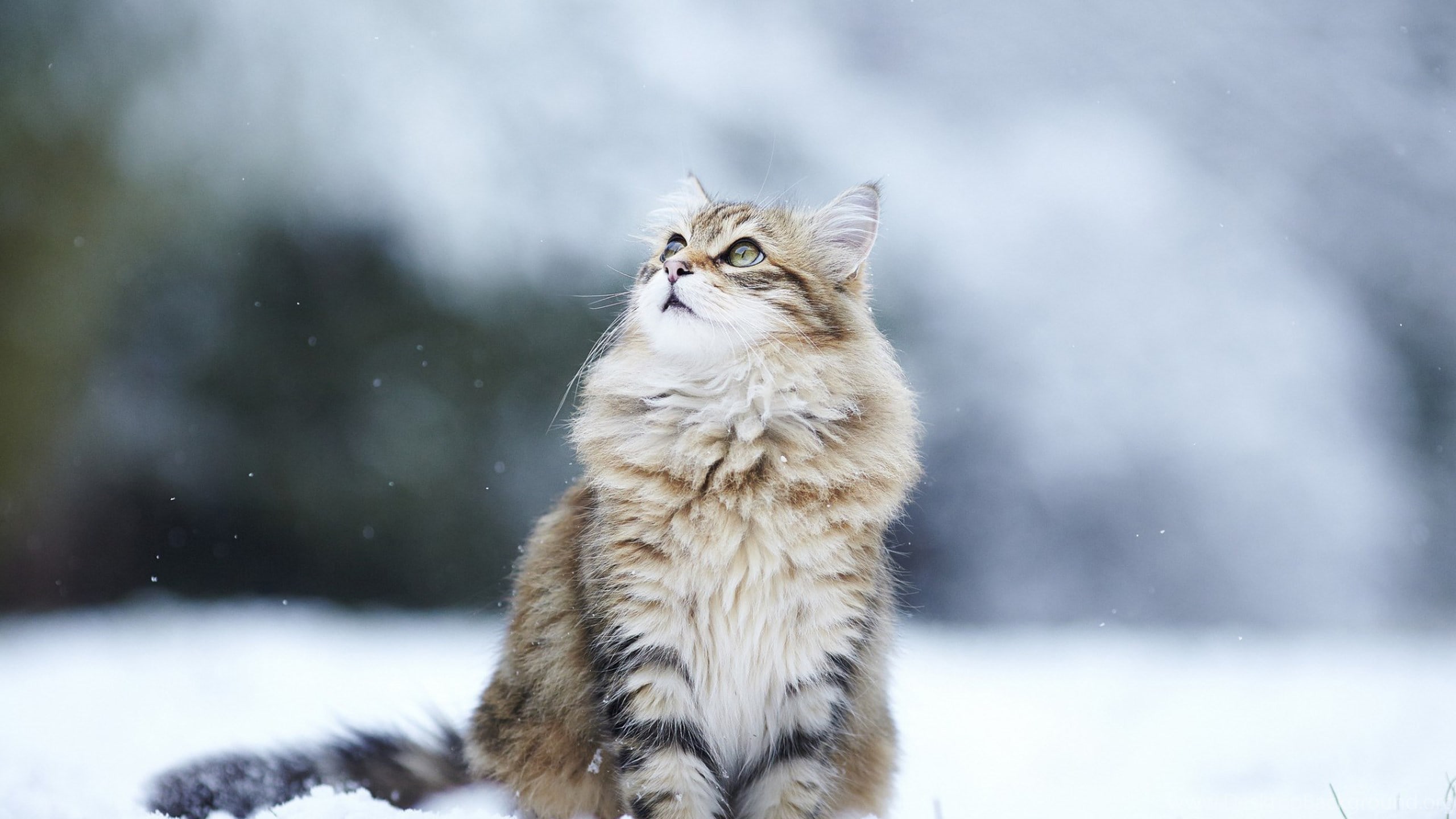 Fluffy Cat - HD Wallpaper 