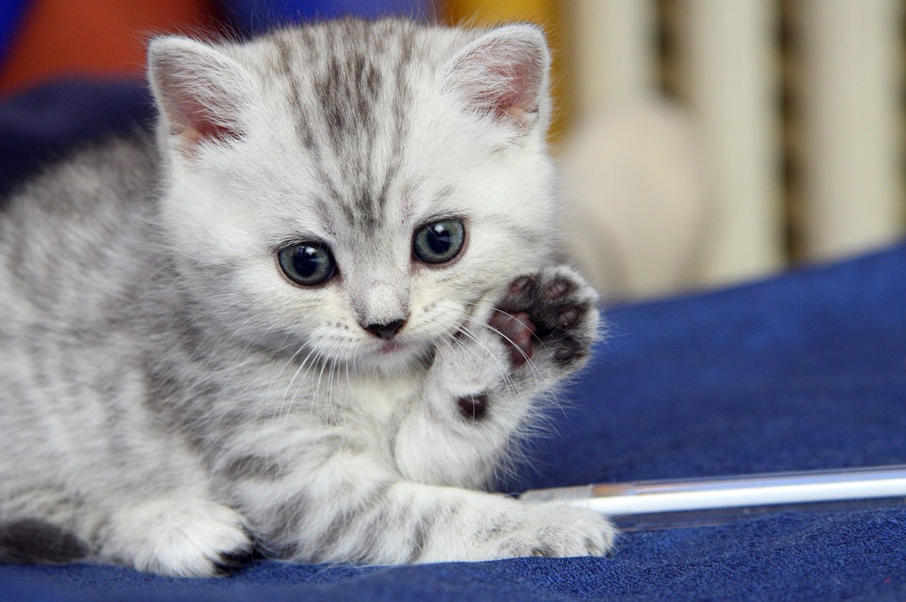 Hd Cat Wallpapers, Pussycat Images, Wallpaper Of Cats, - Cute Cat ...