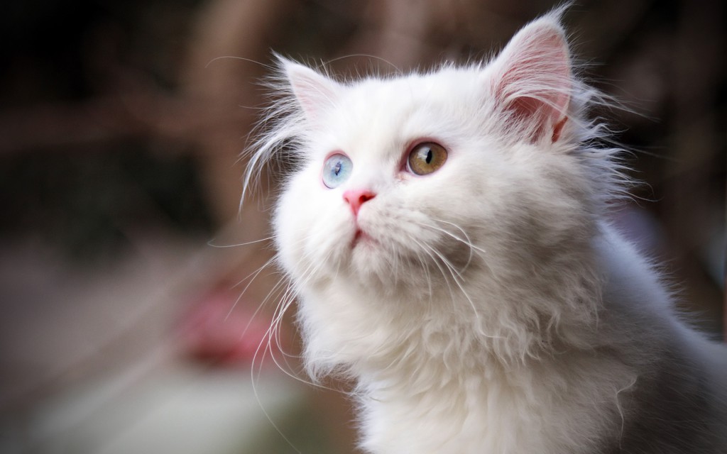 White Cat Wallpaper - Cat Girly Cute Wallpaper Hd - 1024x640 Wallpaper - White Cat Wallpaper - Cat Girly Cute Wallpaper Hd - 1024x640 Wallpaper -