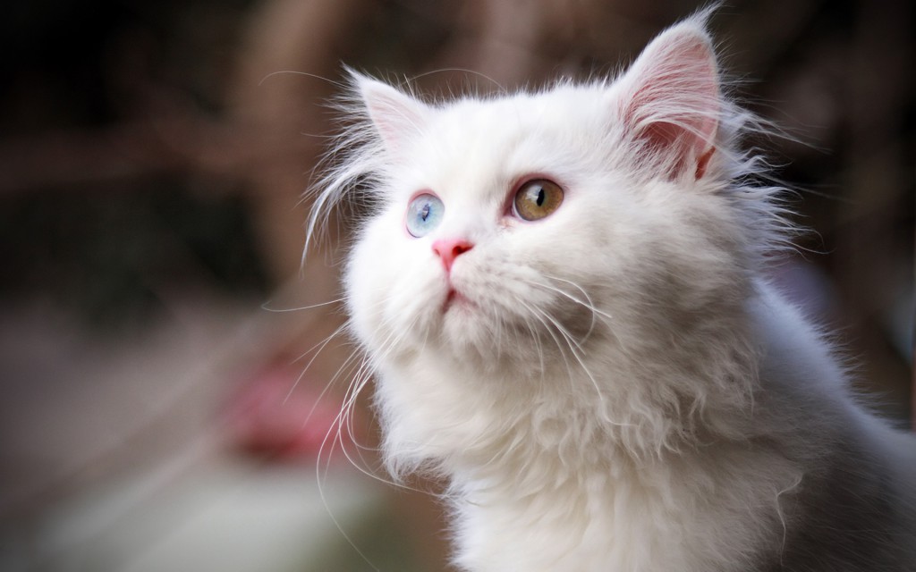 White Cat Wallpaper - Cat Girly Cute Wallpaper Hd - HD Wallpaper 