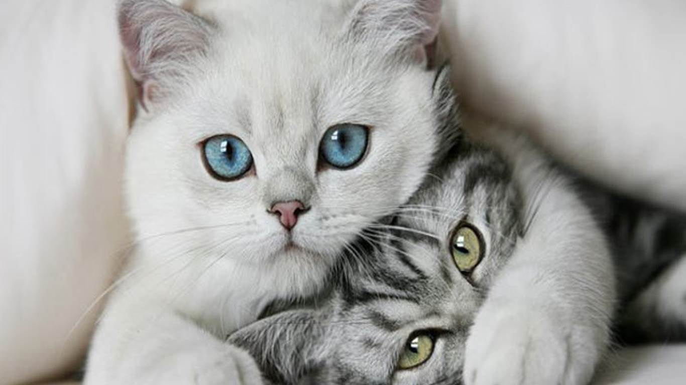Funny Cat Desktop Wallpapers 1366×768 Sen Sus - Desktop Cats Wallpaper Hd - 1366x768 Wallpaper Funny Cat Desktop Wallpapers 1366×768 Sen Sus - Desktop Cats Wallpaper Hd - 1366x768 Wallpaper