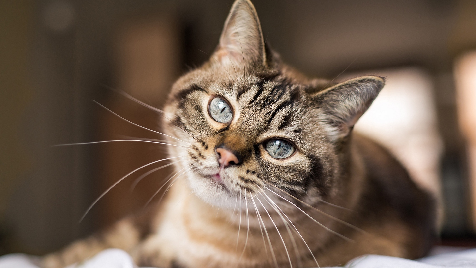 National Cat Day 2019 - HD Wallpaper 