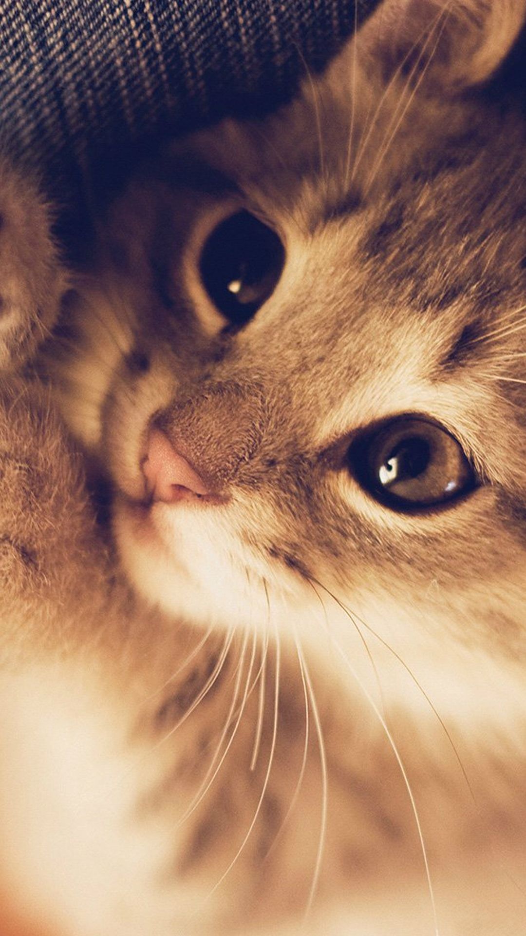 Cute Kitten Wallpaper Iphone - HD Wallpaper 