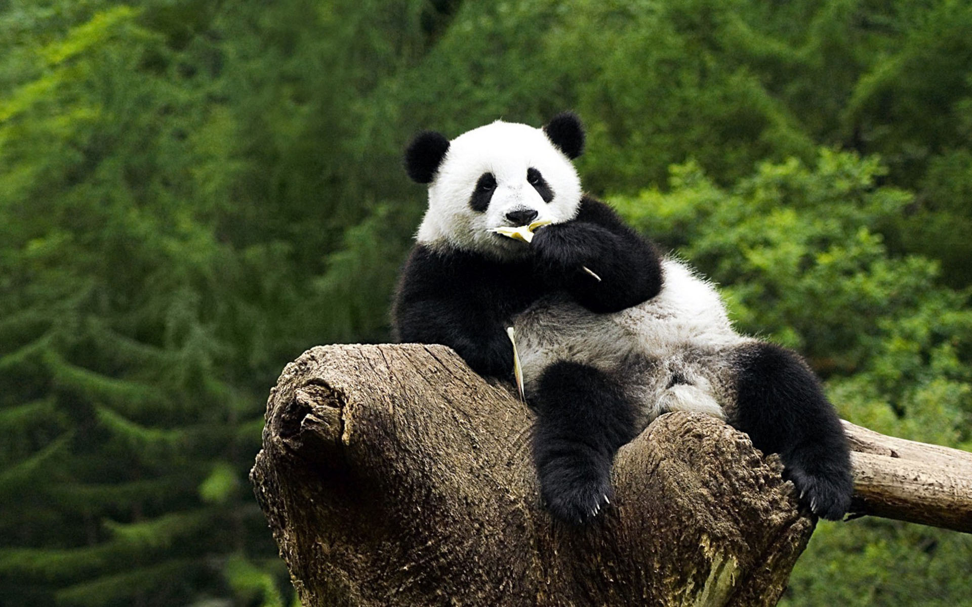 Panda Wallpapers Hd - Panda Desktop Wallpaper Hd - HD Wallpaper 