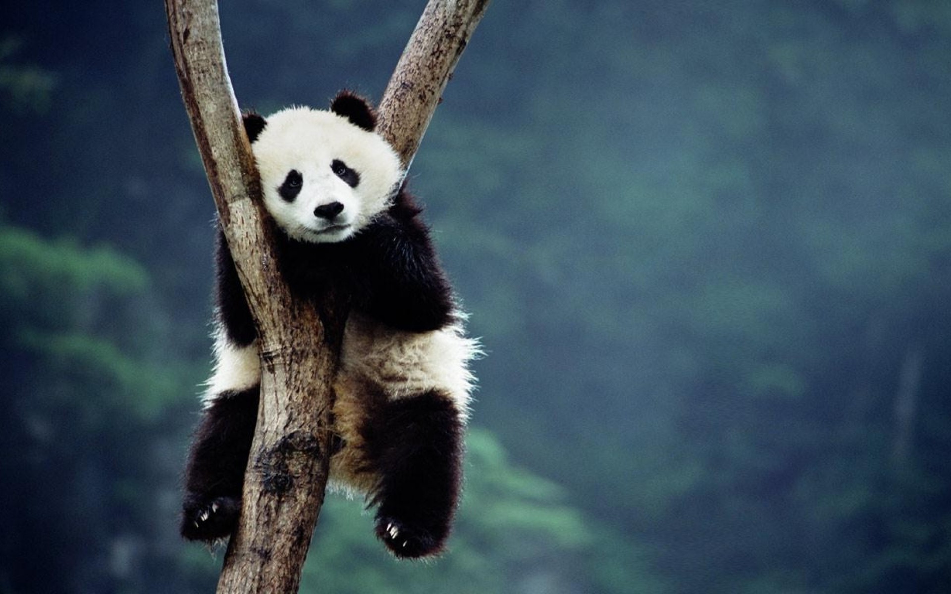 Baby Panda Hd Desktop Wallpapers - Desktop Wallpaper Panda - HD Wallpaper 