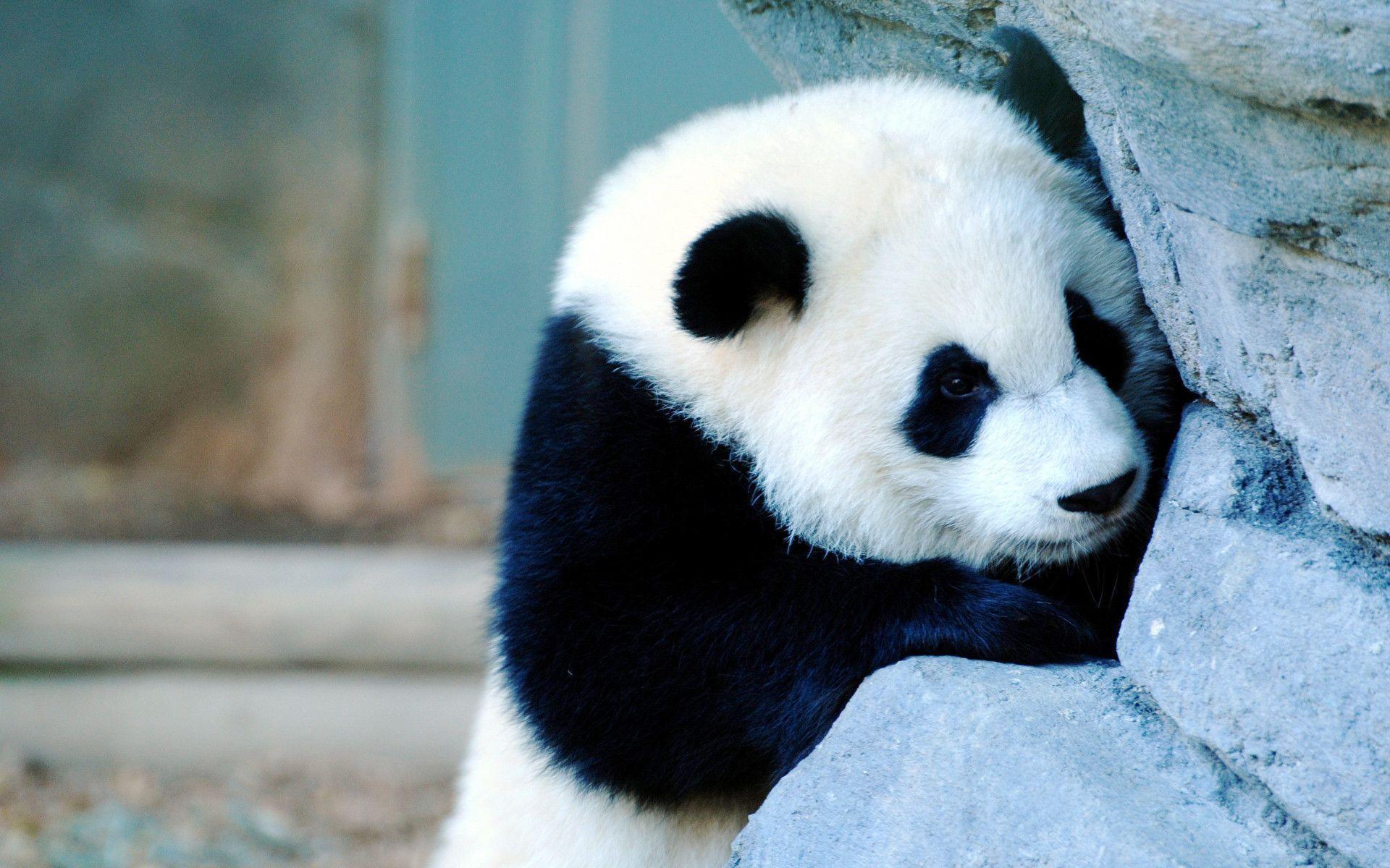 Awesome Hd Panda Wallpapers - Cute Baby Panda Hd - HD Wallpaper 