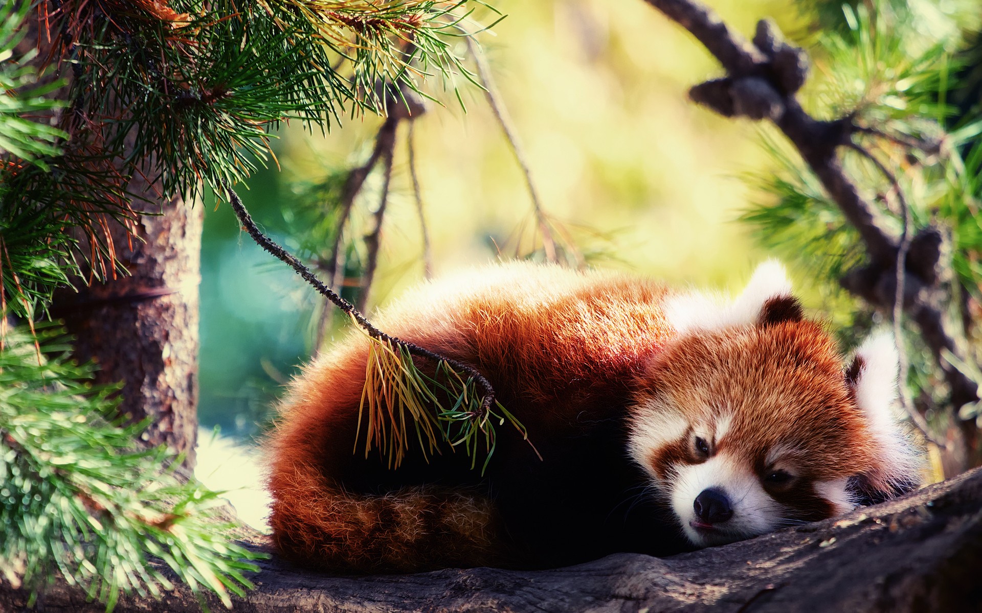 Red Panda Wallpaper Hd - Cute Red Panda Backgrounds - HD Wallpaper 