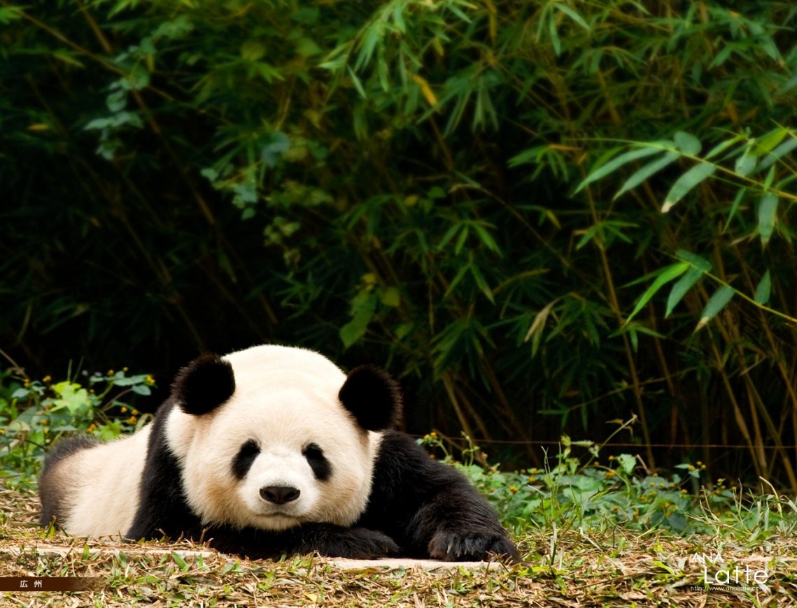 Panda Wallpaper Hd - HD Wallpaper 