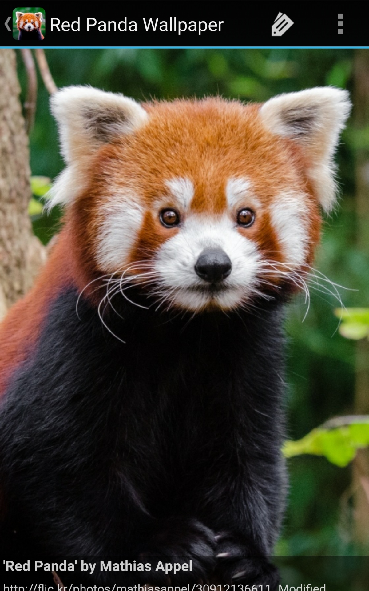 Red Panda - HD Wallpaper 