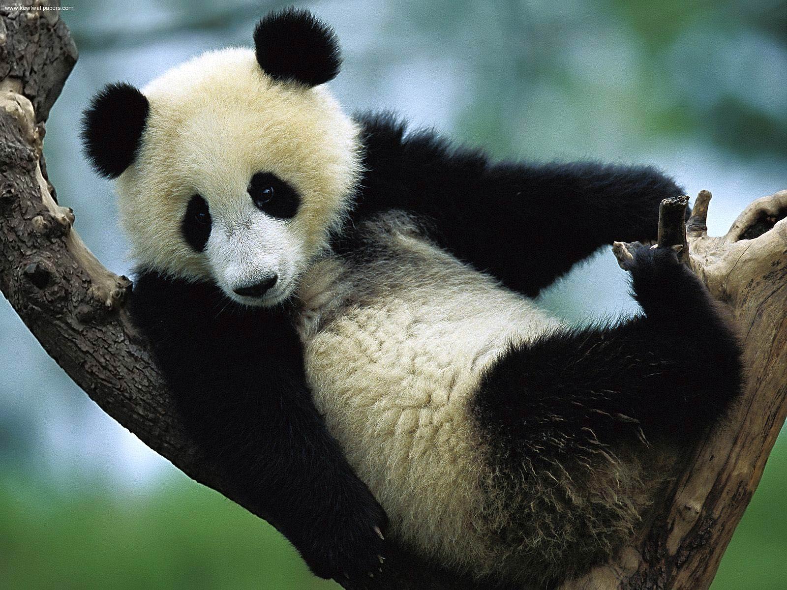 Free Giant Panda Desktop Wallpaper Wallpapers Desktop - Panda Sitting On A Tree - HD Wallpaper 