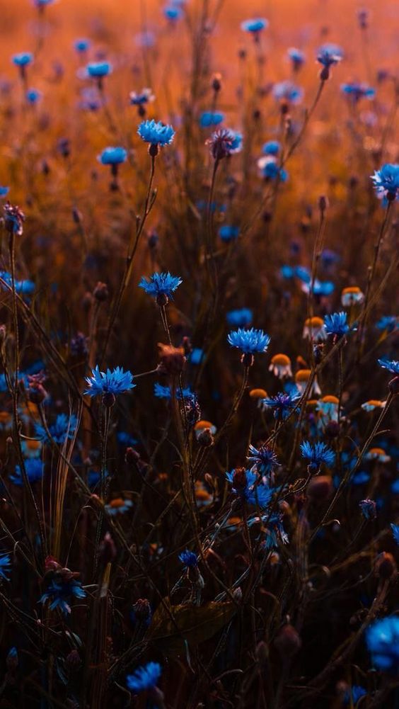 Blue Flowers Wallpaper Hd - HD Wallpaper 