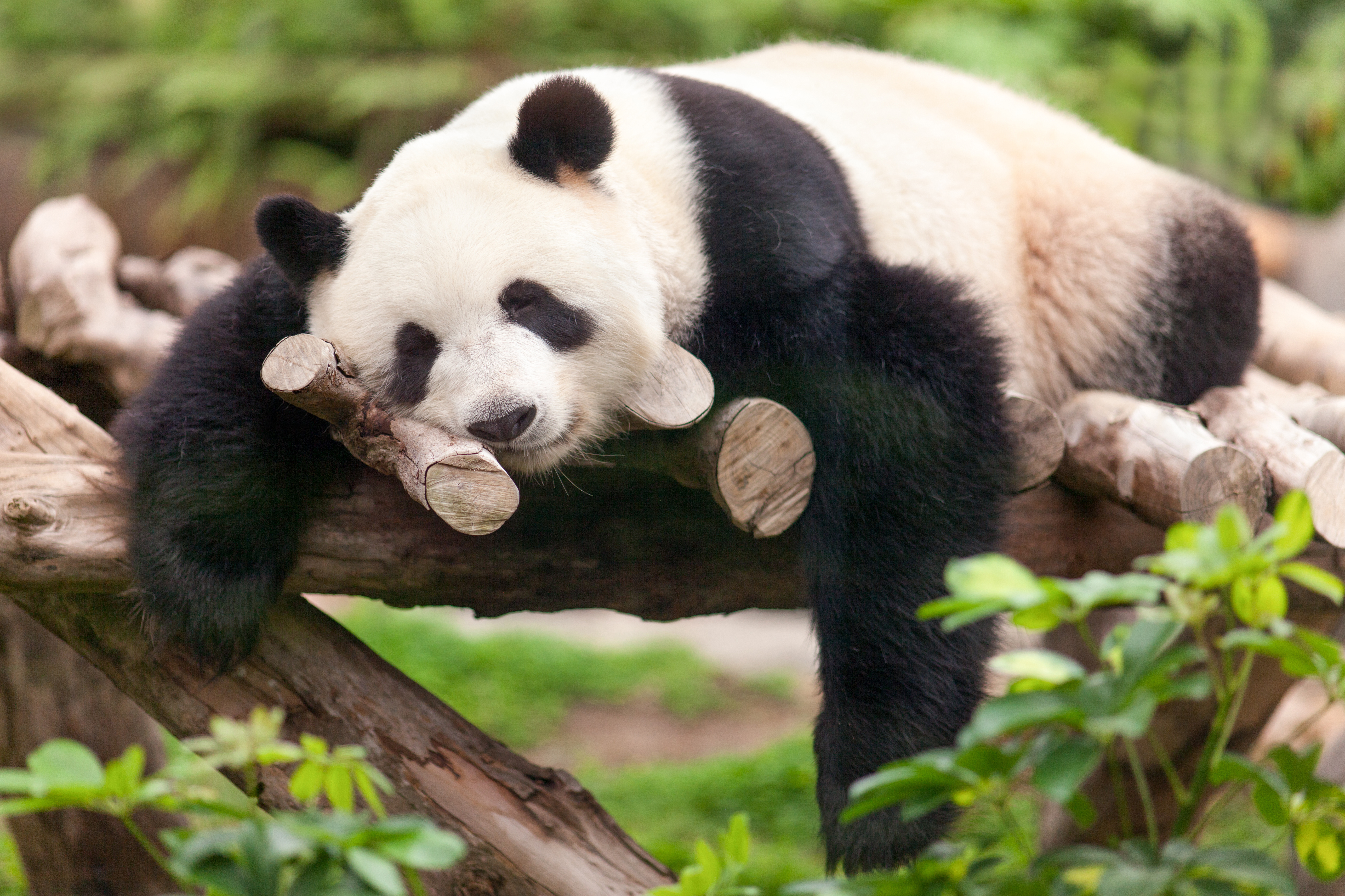 Sleeping Panda - HD Wallpaper 