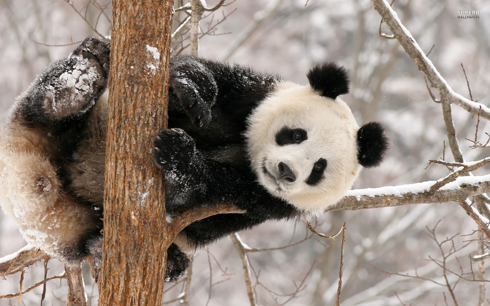 Panda Wallpaper - Panda Hd Wallpaper 1080p - HD Wallpaper 