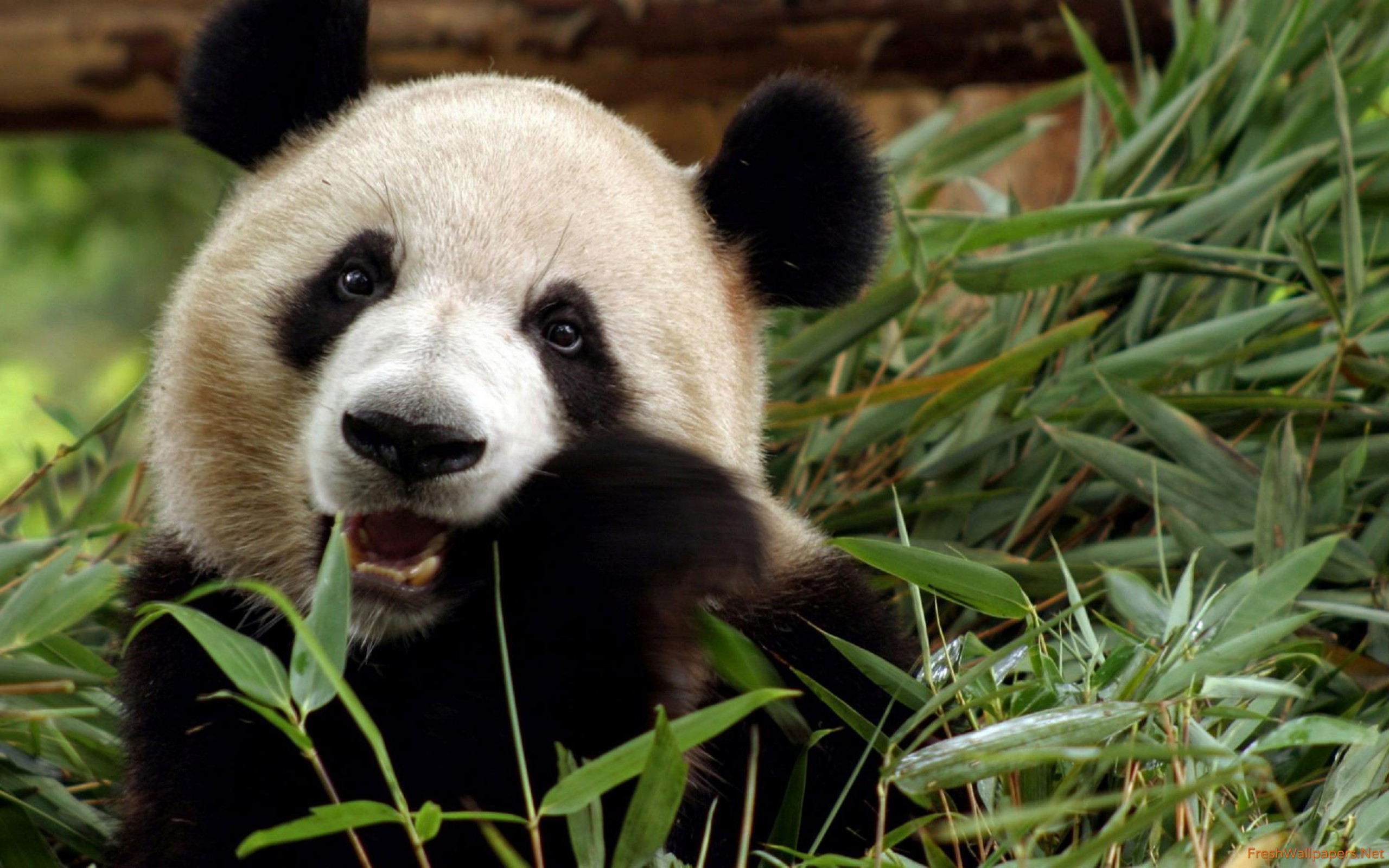 Giant Panda - HD Wallpaper 