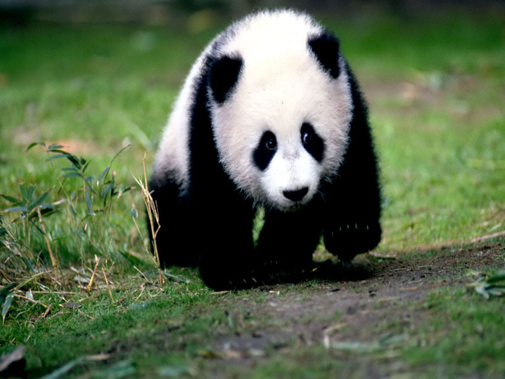 Scientific Name For A Panda - HD Wallpaper 
