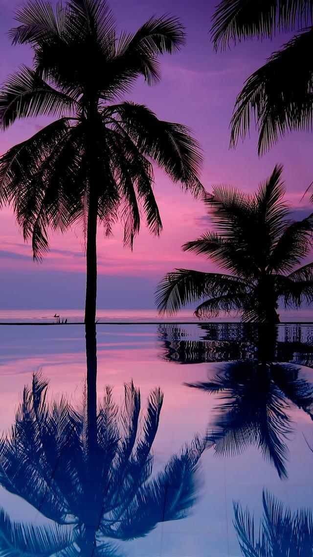 Palm Trees Wallpaper Hd - 640x1136 Wallpaper Palm Trees Wallpaper Hd - 640x1136 Wallpaper