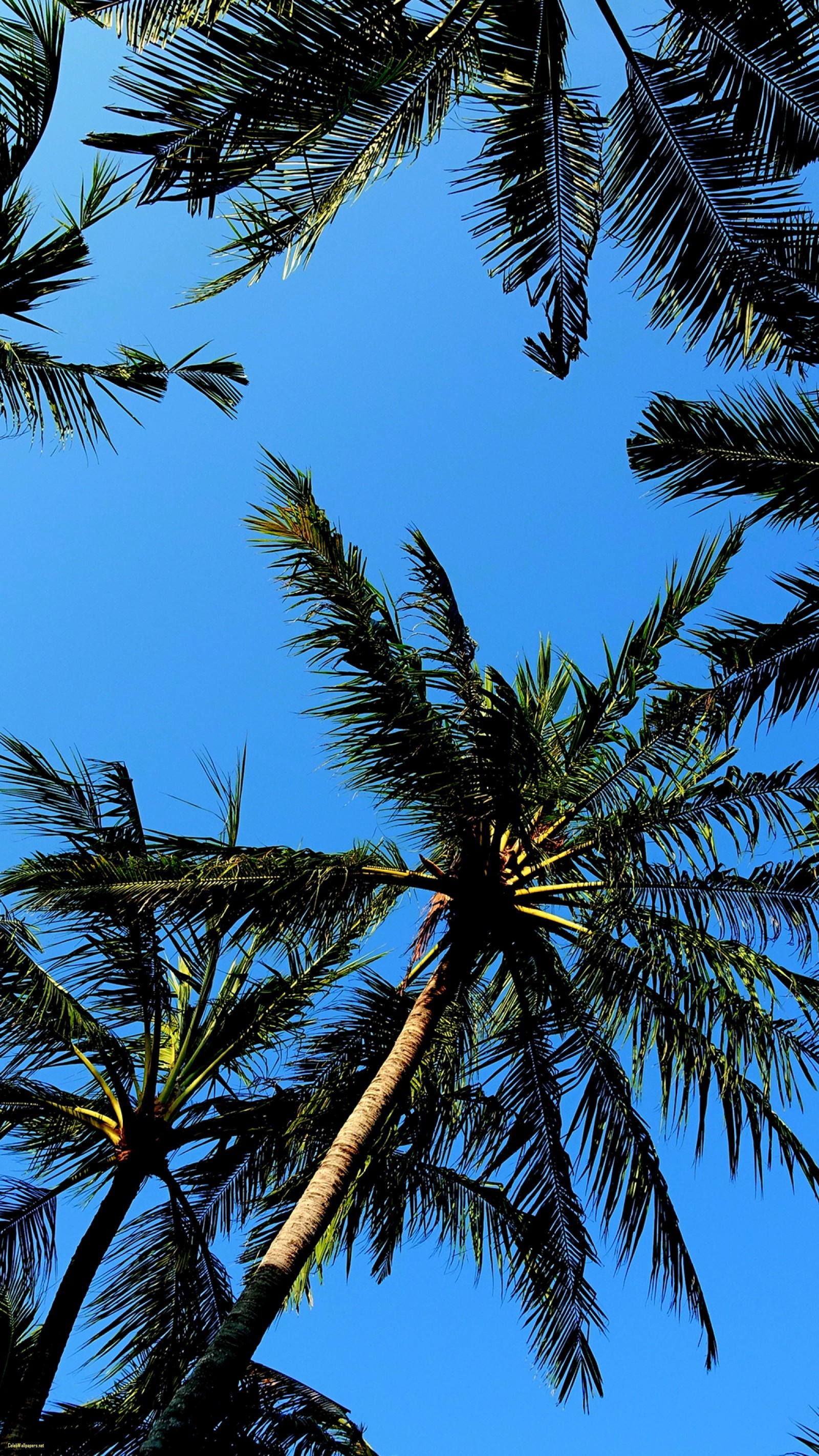 1600x2844, Palm Trees Cool Samsung Galaxy S7 Wallpaper - Palm Tree Wallpaper Hd - HD Wallpaper 