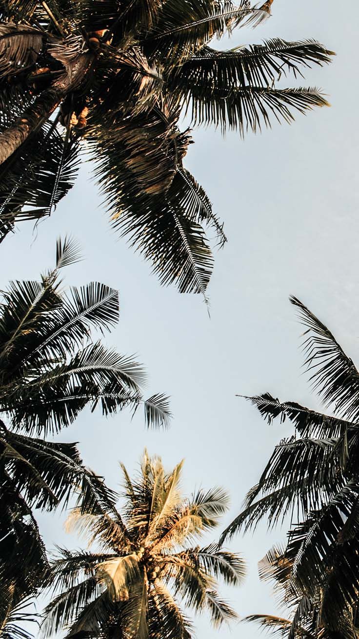 Palm Tree Wallpaper Iphone - HD Wallpaper 