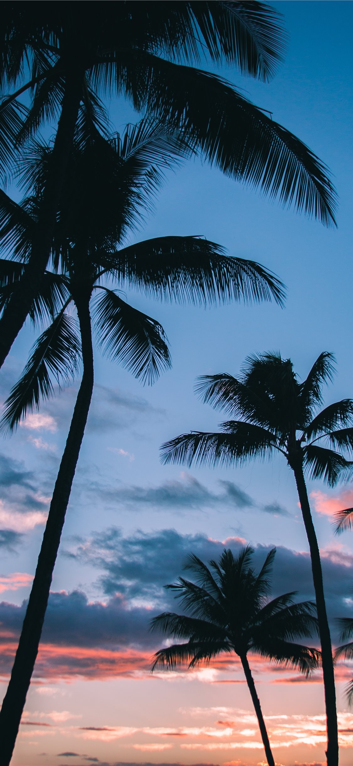 Iphone Wallpaper Palm Trees - HD Wallpaper 