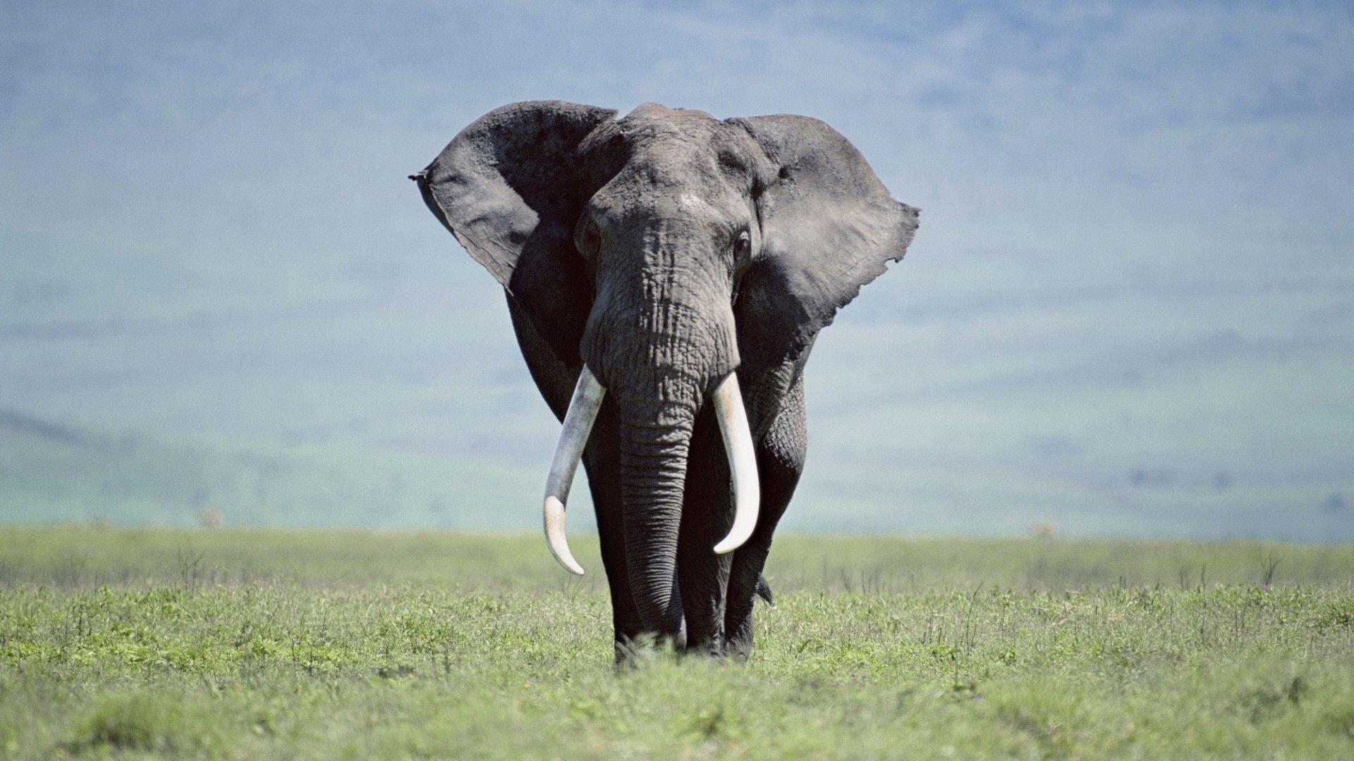 Fonds D&elephant - Hd Elephant Background - HD Wallpaper 