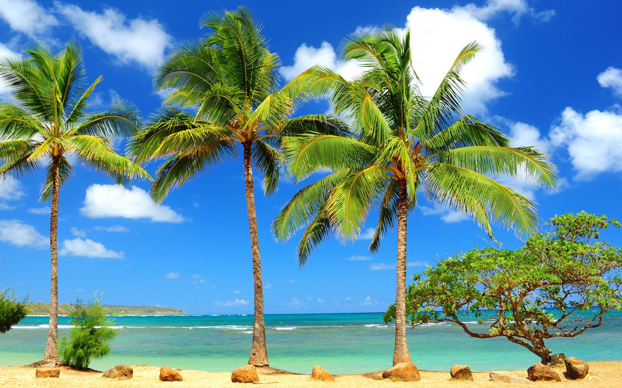 Beach Palm Tree Hd Wallpapers Free Download - Hawaii Beach Palm Trees - HD Wallpaper 