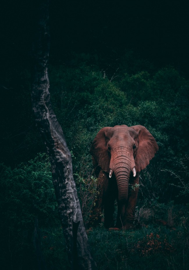Elephant, Wild, Forest, Trees - Fond D Ecran Iphone X Elephant - HD Wallpaper 