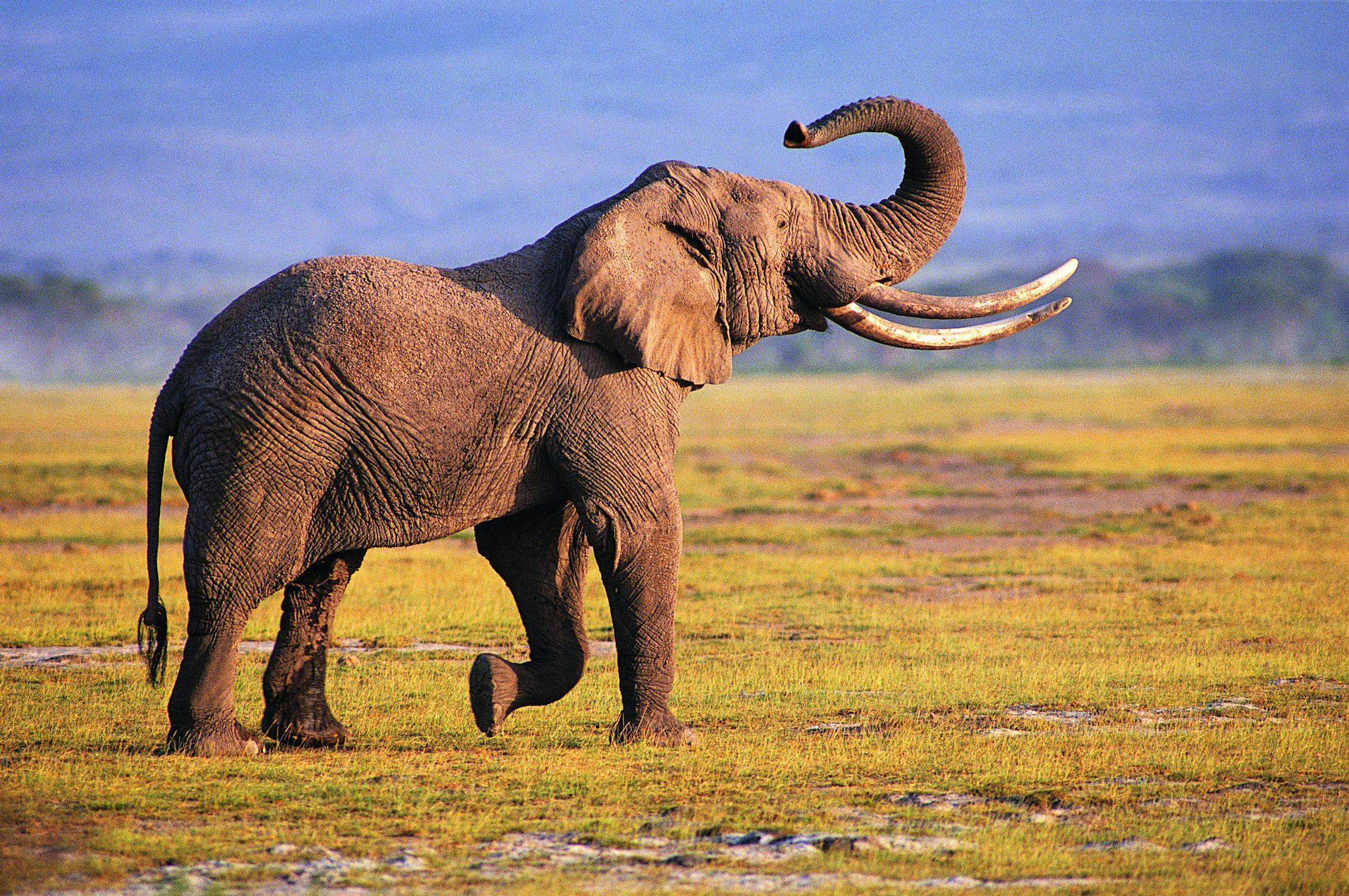 Elephant Desktop Wallpapers - African Elephant - HD Wallpaper 