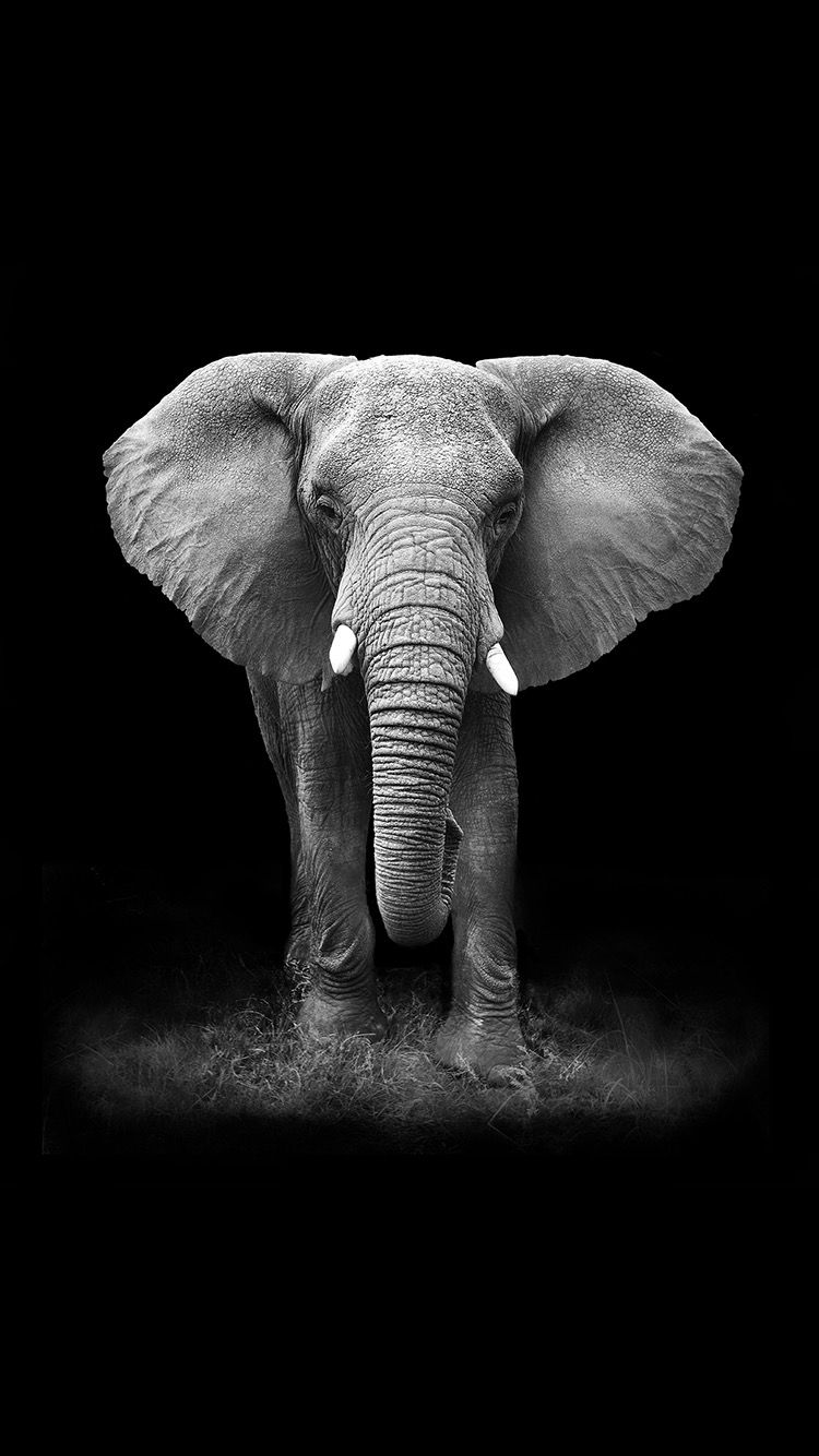 Iphone Wallpaper Elephant - HD Wallpaper 