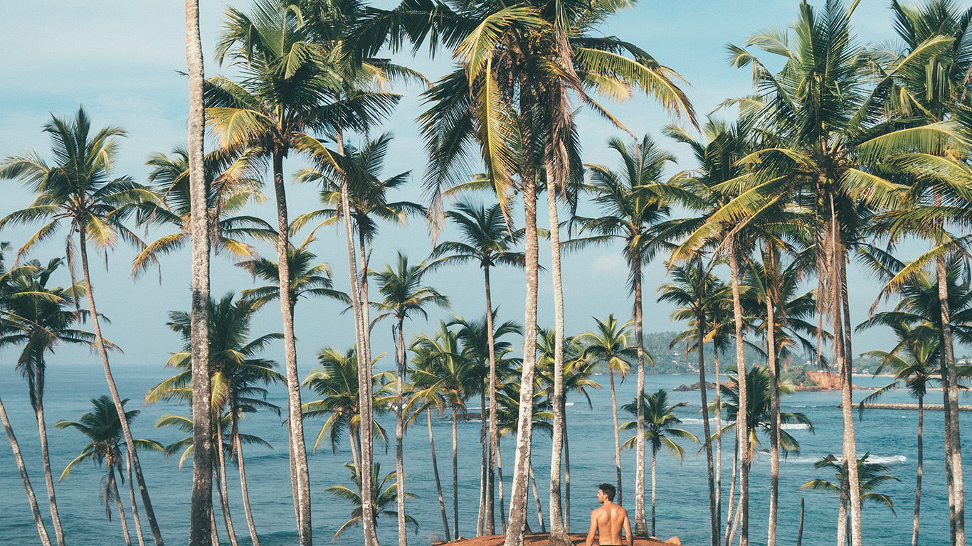 Palm Trees Wallpaper Laptop - HD Wallpaper 