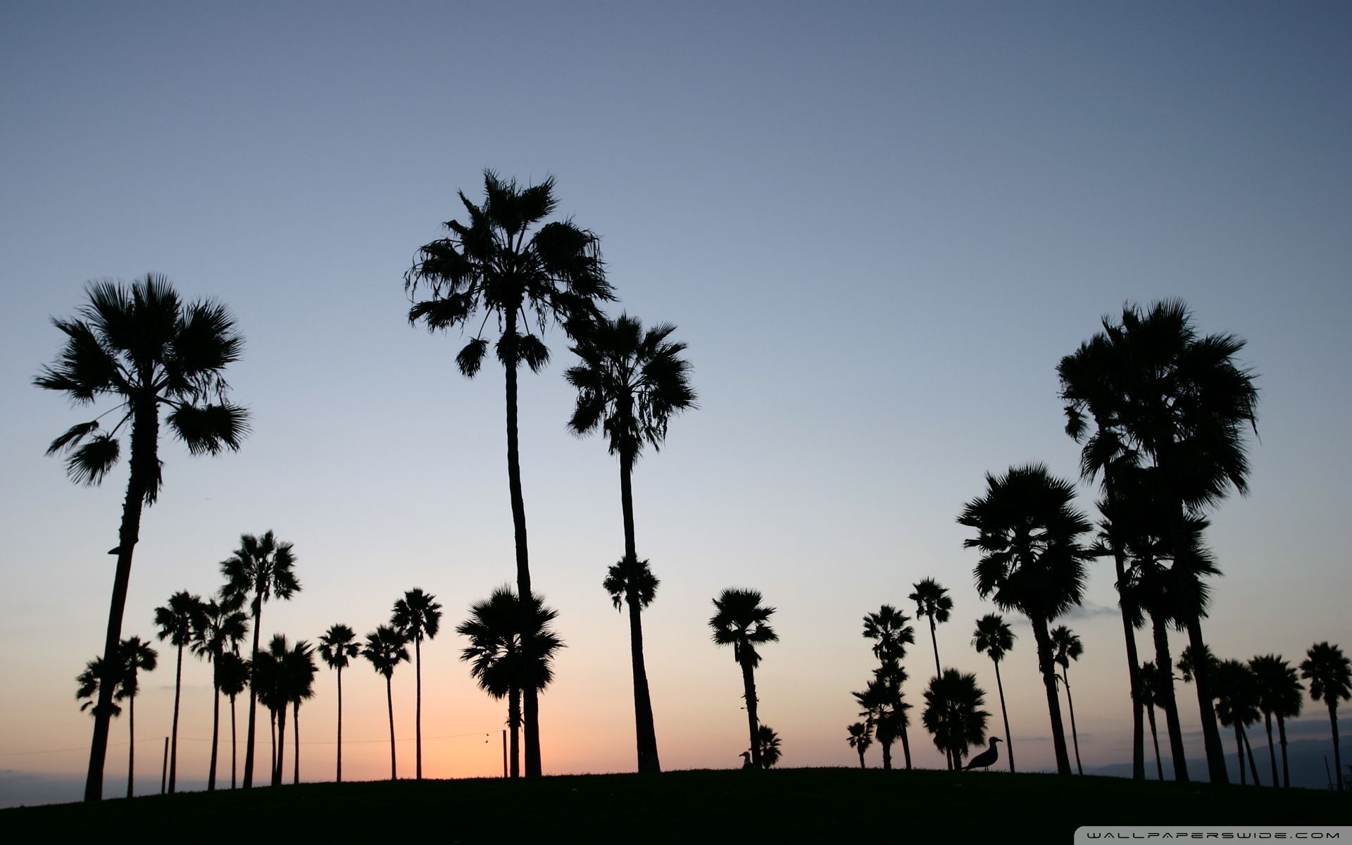 Palm Trees Silhouette ❤ 4k Hd Desktop Wallpaper For - Palm Trees Desktop Wallpaper Hd - HD Wallpaper 