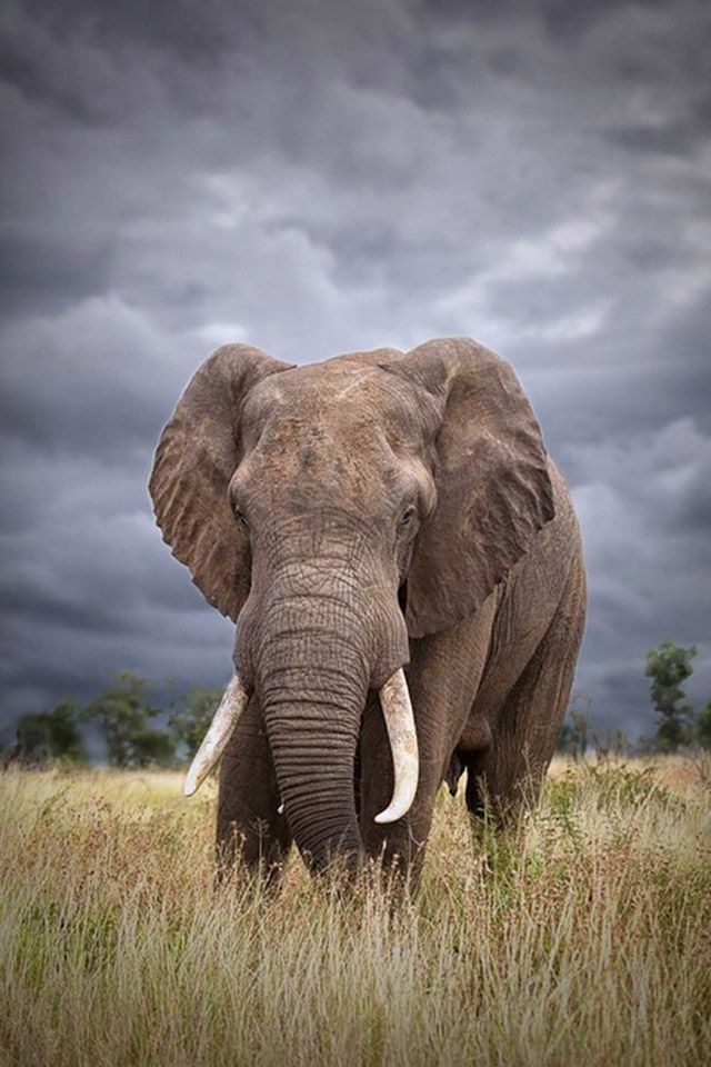 Elephant Wallpaper For Phone - HD Wallpaper 