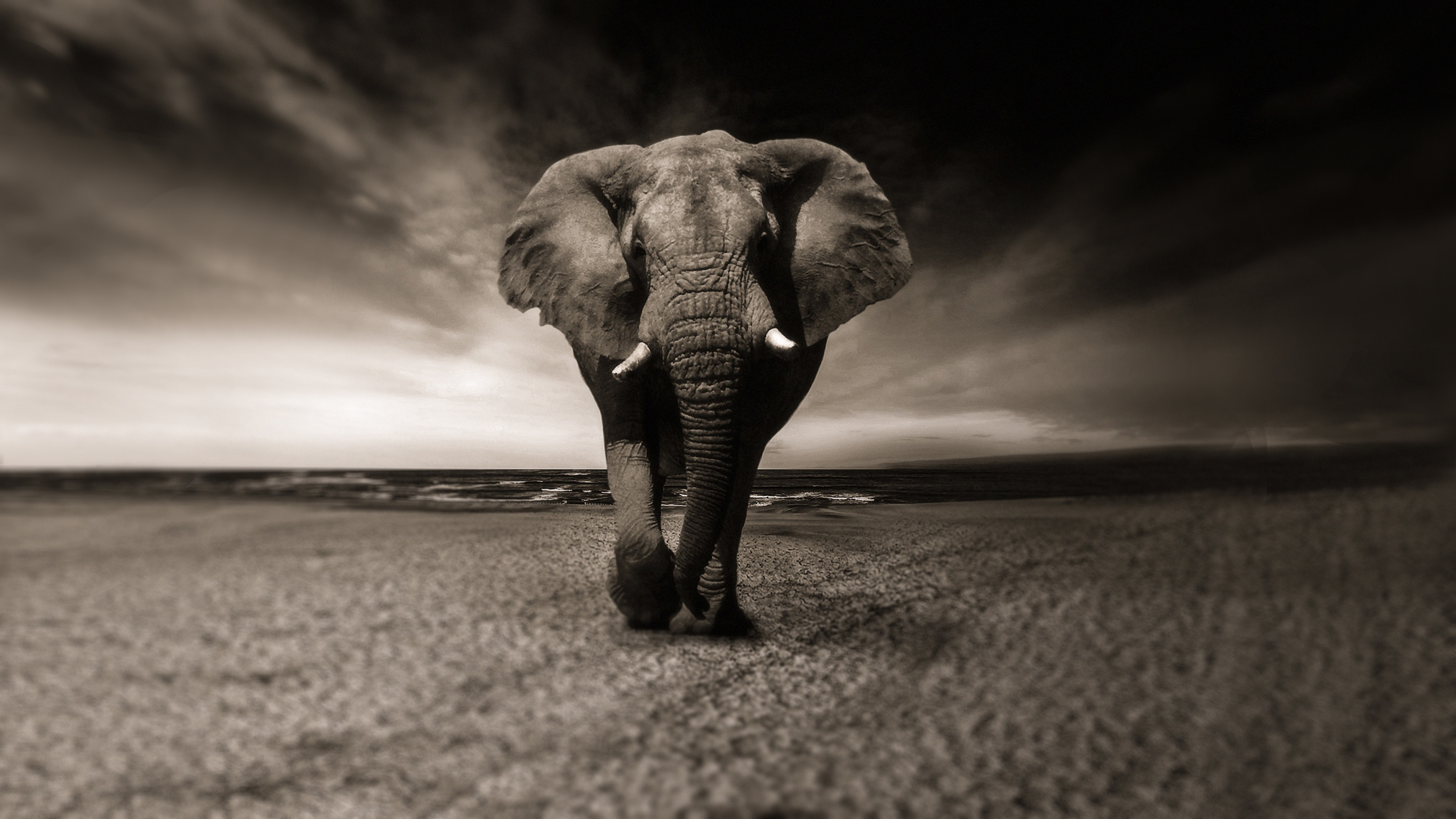 Elephants Black And White - HD Wallpaper 