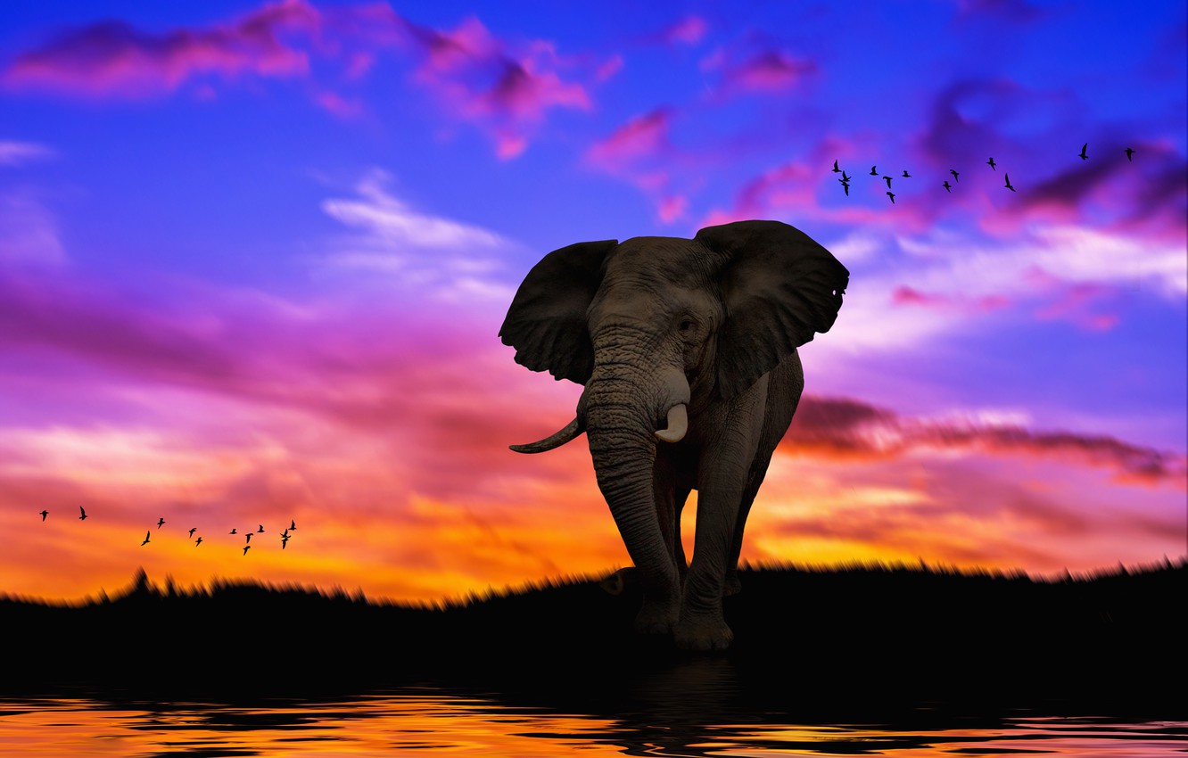 Photo Wallpaper The Sky, Sunset, Rendering, Elephant, - Elephant Sunset - HD Wallpaper 