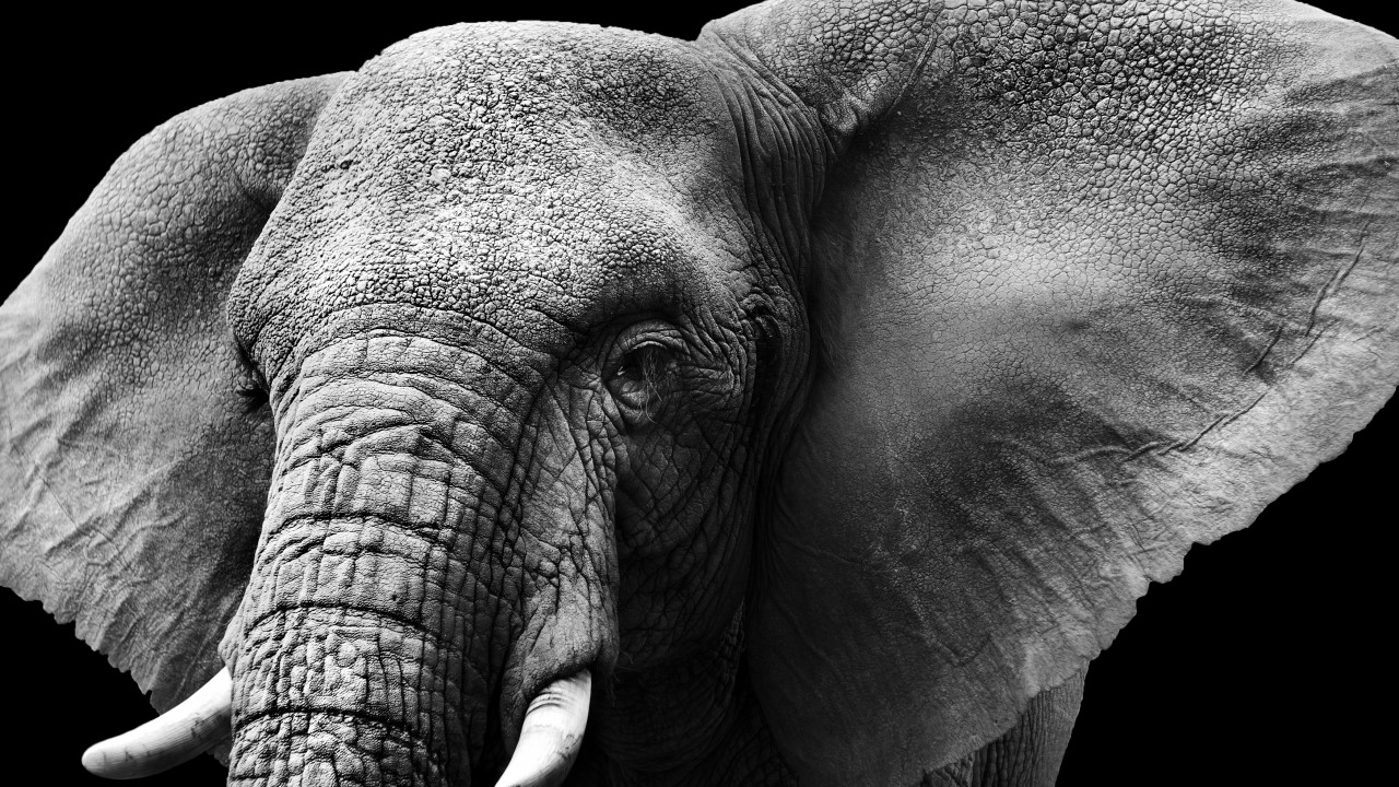 Elephant Black And White Hd - HD Wallpaper 