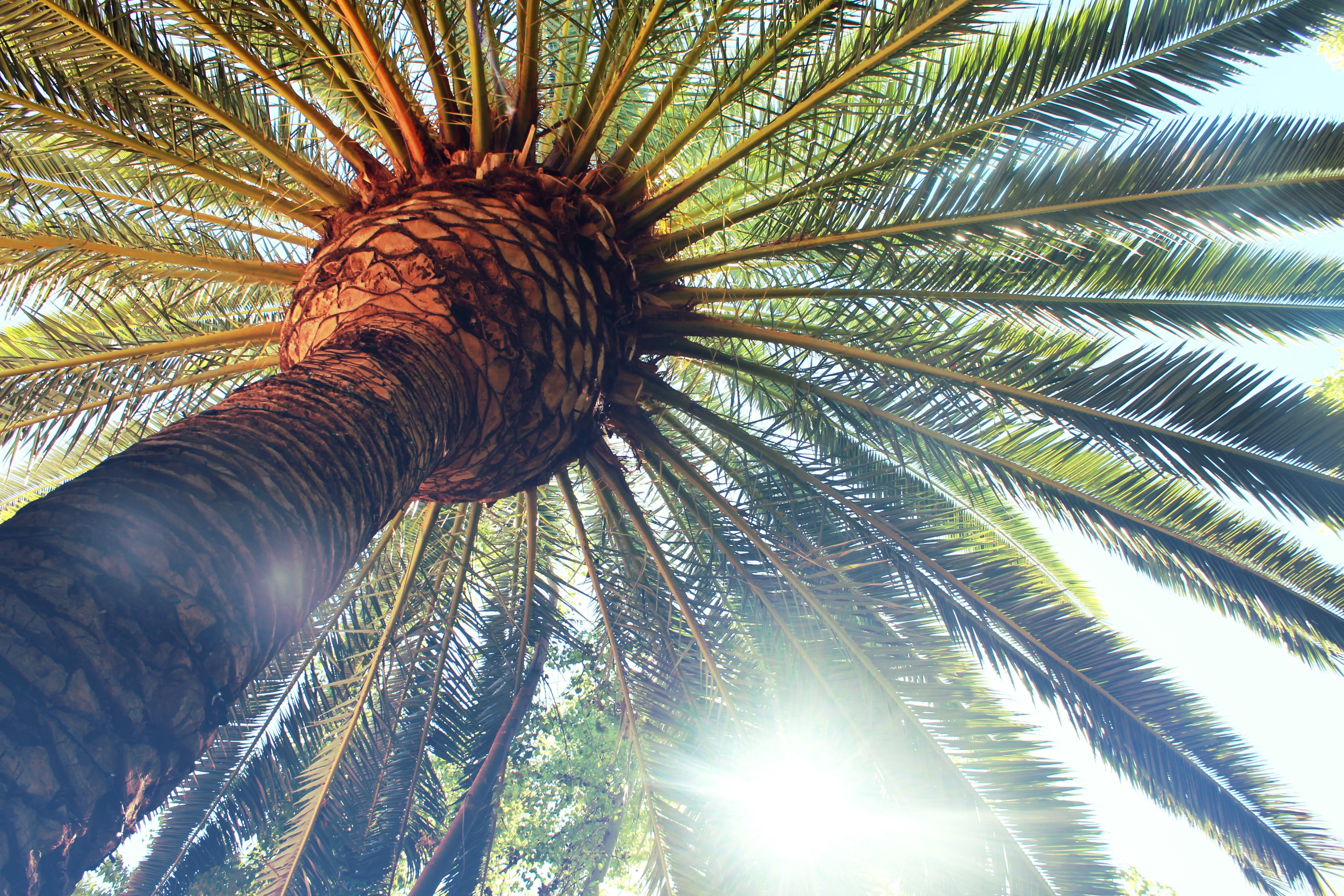 Hd Wallpapers Palm Trees - HD Wallpaper 